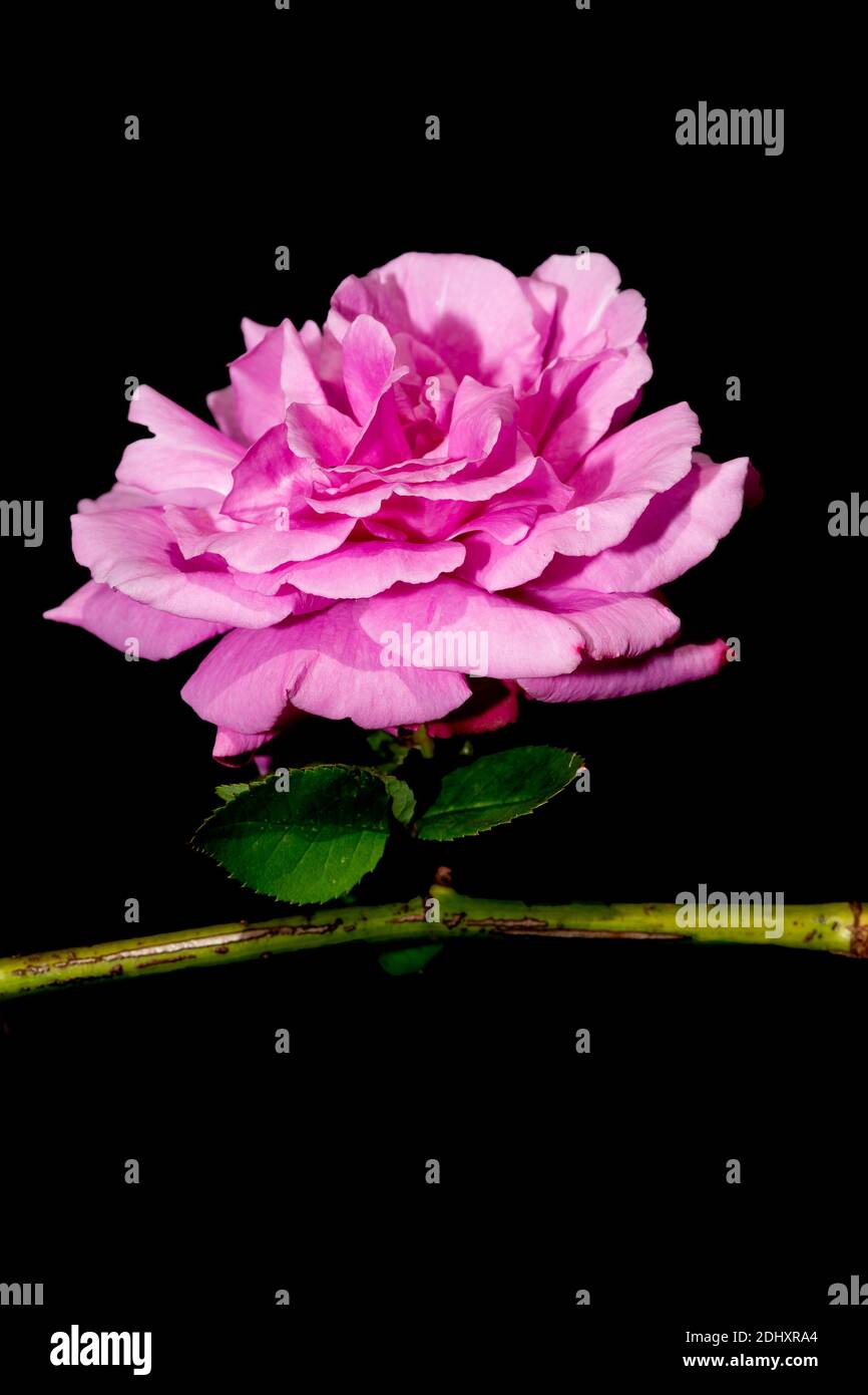 Einsame rosa Rose auf seinem Stamm vor einem schwarzen Hintergrund Stockfoto