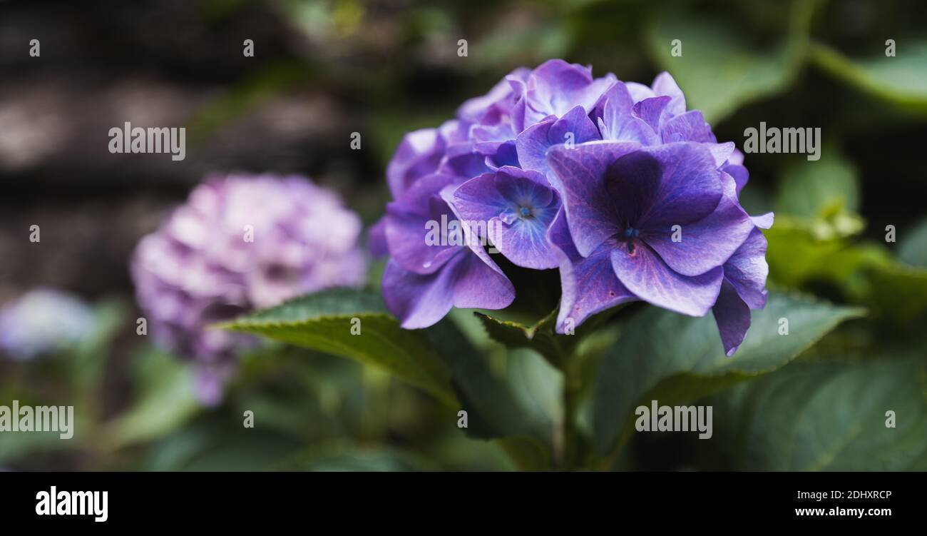 Nahaufnahme einer lila Blume mit Tropfen Wasser auf grünen Blättern und eine weitere weiße Blume in der Hintergrund Stockfoto