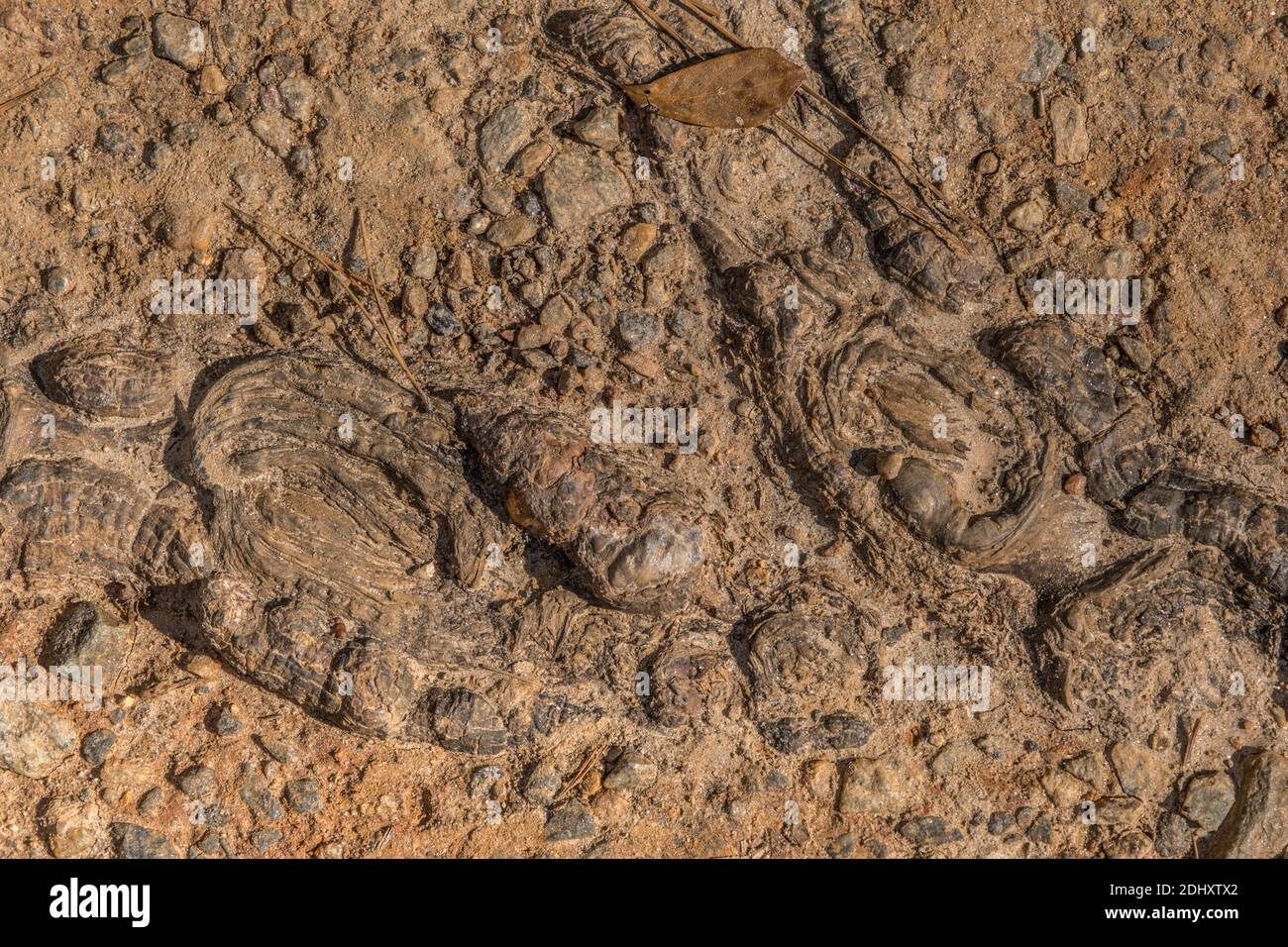 Exponierte Baumwurzeln auf dem Trail knorrig und holprig mit Steine flach in mit den Wurzeln ideal für Hintergründe und Texturen kopieren Raum und Hintergrundbild Stockfoto