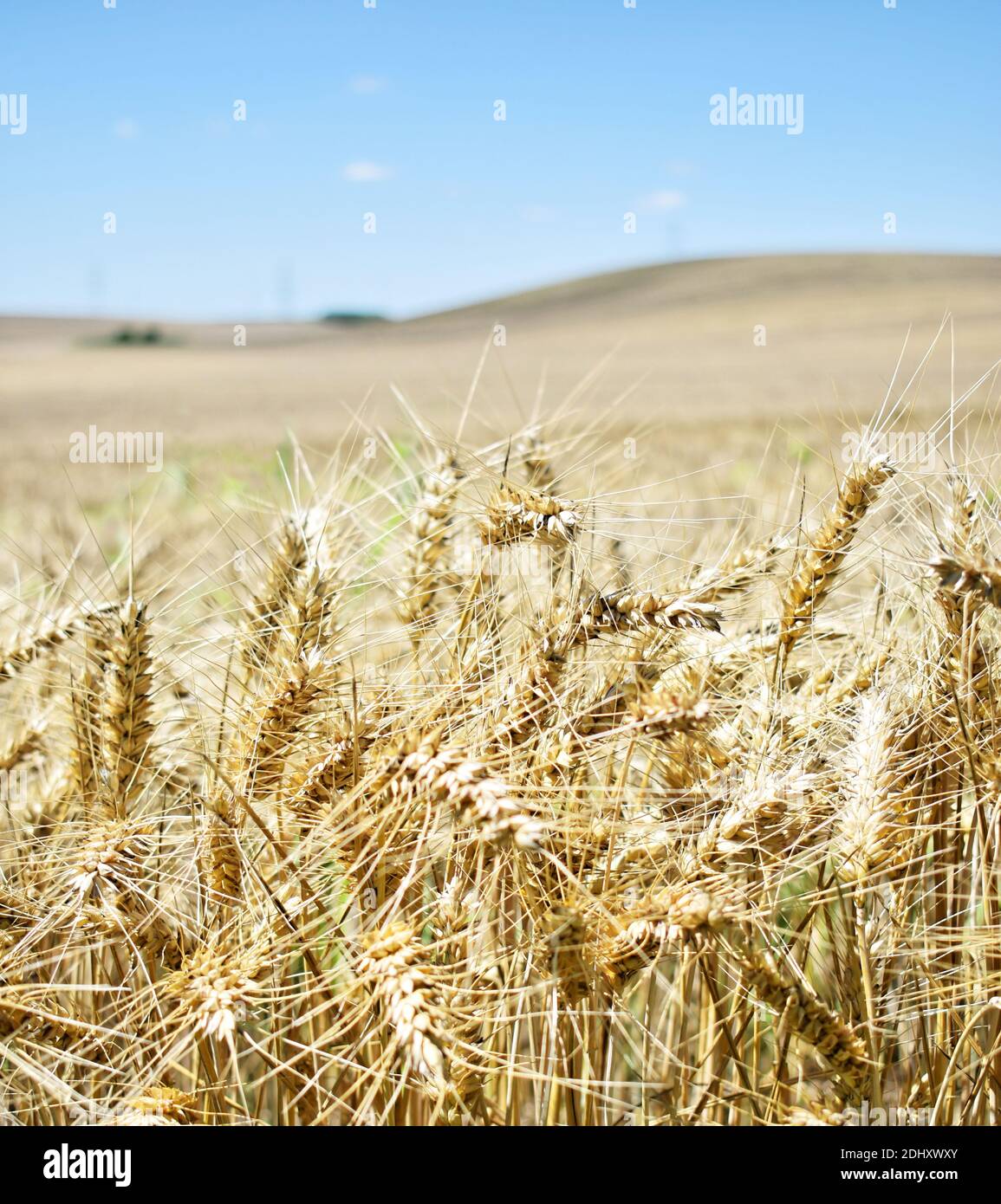 Reife Gerste Bauernhof im Sommer Stockfoto