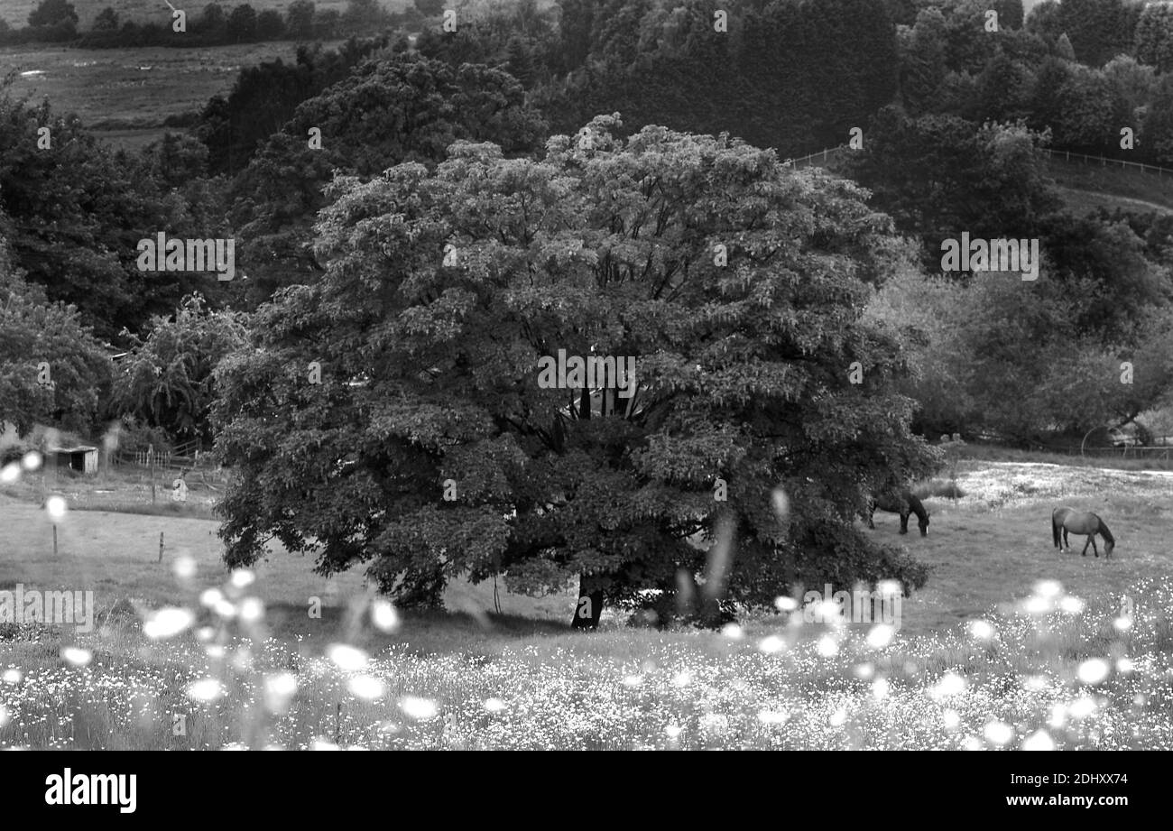 GROSSBRITANNIEN / England / Gloucestershire/Englische Landschaft. Stockfoto