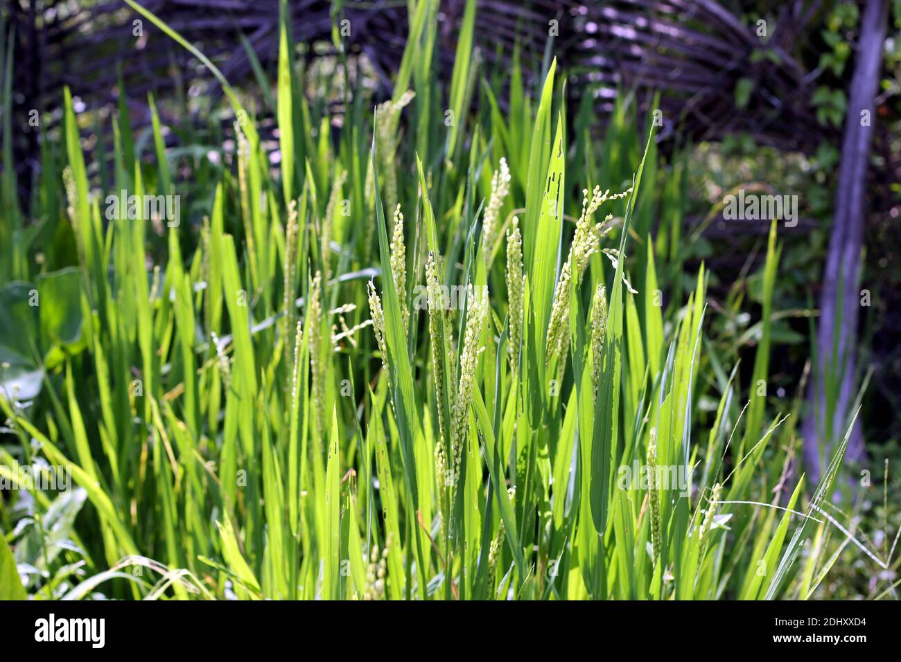 Unreife Reispflanzen haben junge Reispflanzen Stockfoto