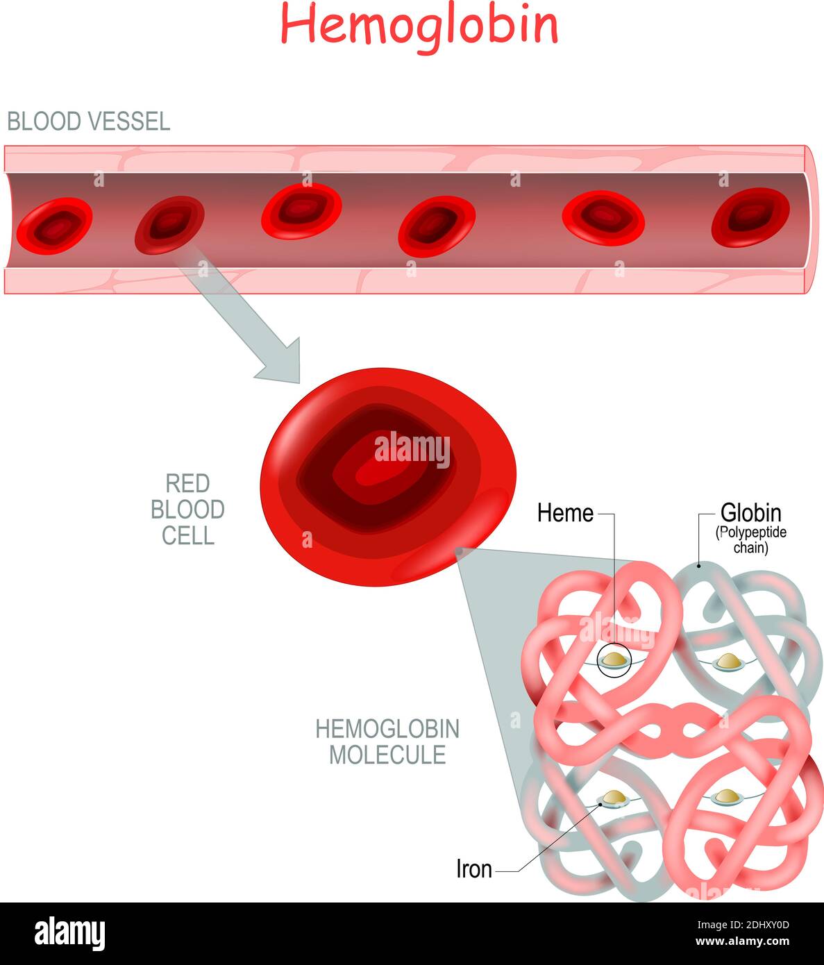Struktur des Hämoglobinmoleküls mit Häm (Eisen- und Sauerstoffmolekül) und Polypeptidkette (Globin). Blutgefäß und Nahaufnahme der roten Blutkörperchen. Stock Vektor