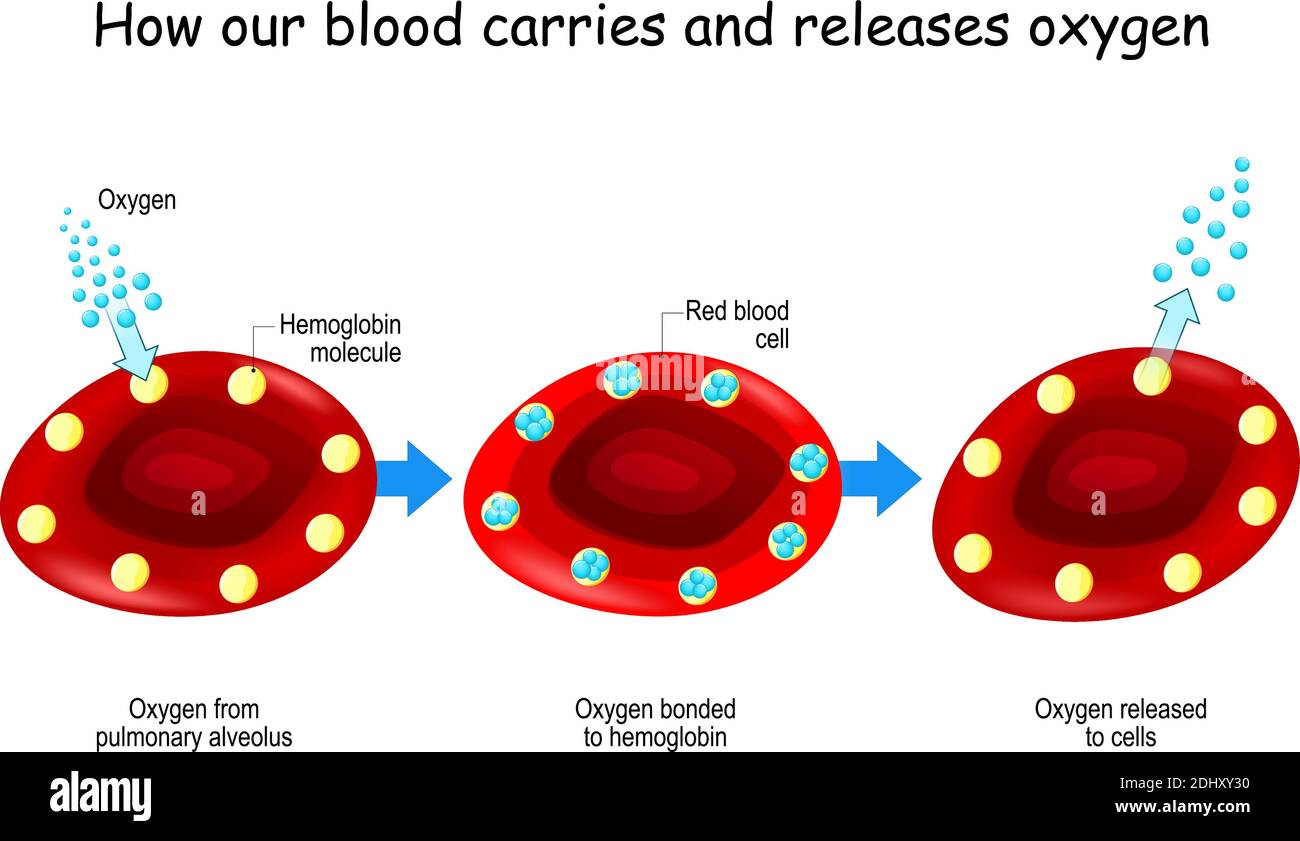 Sauerstoff und Hämoglobin. Wie unser Blut Sauerstoff transportiert und freisetzt. Rote Blutkörperchen mit Hämoglobinmolekül. Konzept Poster über Sauerstofftransport Stock Vektor