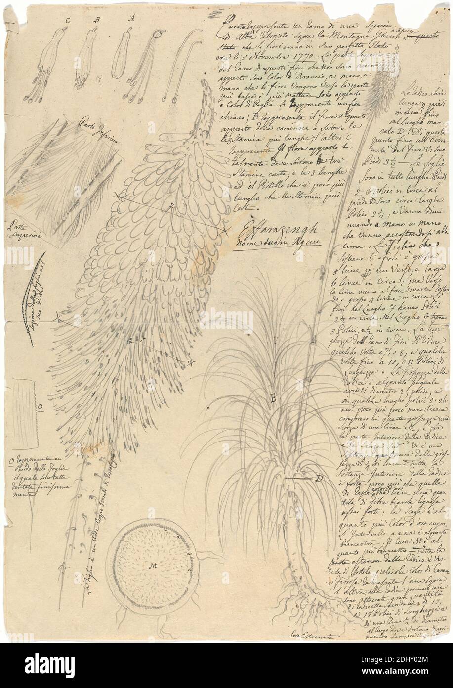 Effarazengh (Kniphofia foliosa), Luigi Balugani, 1737–1770, Italienisch, 1770, Graphit und Feder und schwarze Tinte auf mittlerem, leicht strukturiertem beigefarbenem Papier, Blatt: 12 3/8 × 8 5/8 Zoll (31.4 × 21.9 cm), Querschnitte, Details, Wurzeln Stockfoto