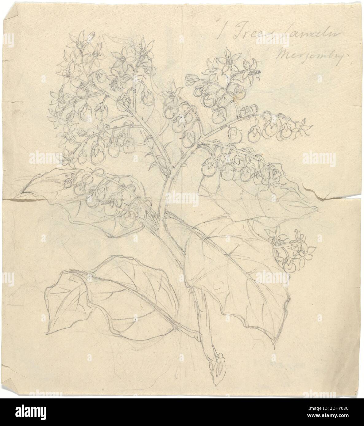 Solanum Adoense, Luigi Balugani, 1737–1770, italienisch, undatiert, Graphit auf Medium, leicht strukturiert, beigefarbenes Papier, Blatt: 3/4 × 20.3 cm (8 × 22.2 8 inches), Beere, Blätter Stockfoto