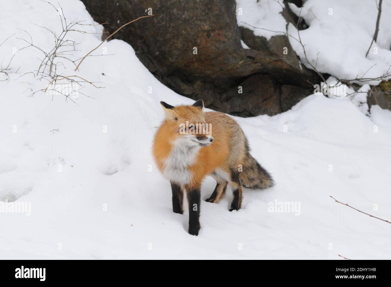 Rotfuchs Nahaufnahme Profil Ansicht in der Wintersaison in seiner Umgebung und Lebensraum mit Felsen und Schnee Hintergrund zeigt buschigen Fuchsschwanz, Fell. Stockfoto