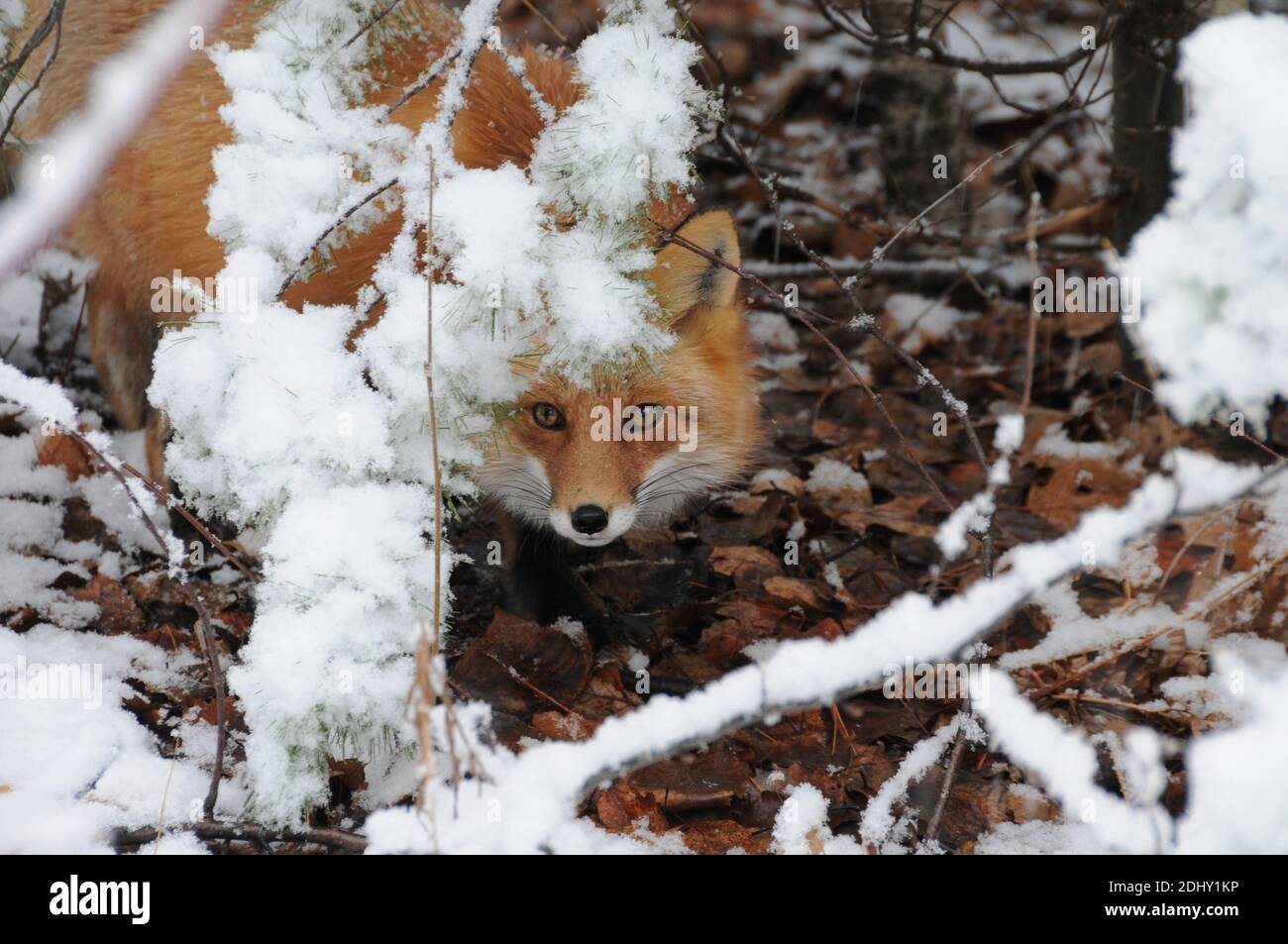 Rotfuchs Kopf erschossen Nahaufnahme Profil Blick auf die Kamera in der Wintersaison in seiner Umgebung und Lebensraum. Fox Stock Photos. Fox-Bild. Bild. Stockfoto