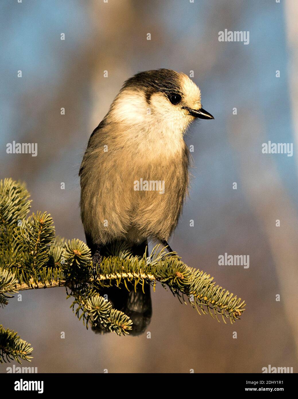 Grey Jay Nahaufnahme Profil Blick auf einem Tannenzweig in seiner Umgebung und Lebensraum mit einem verschwommenen Hintergrund thront, zeigt graue Feder Gefieder Stockfoto