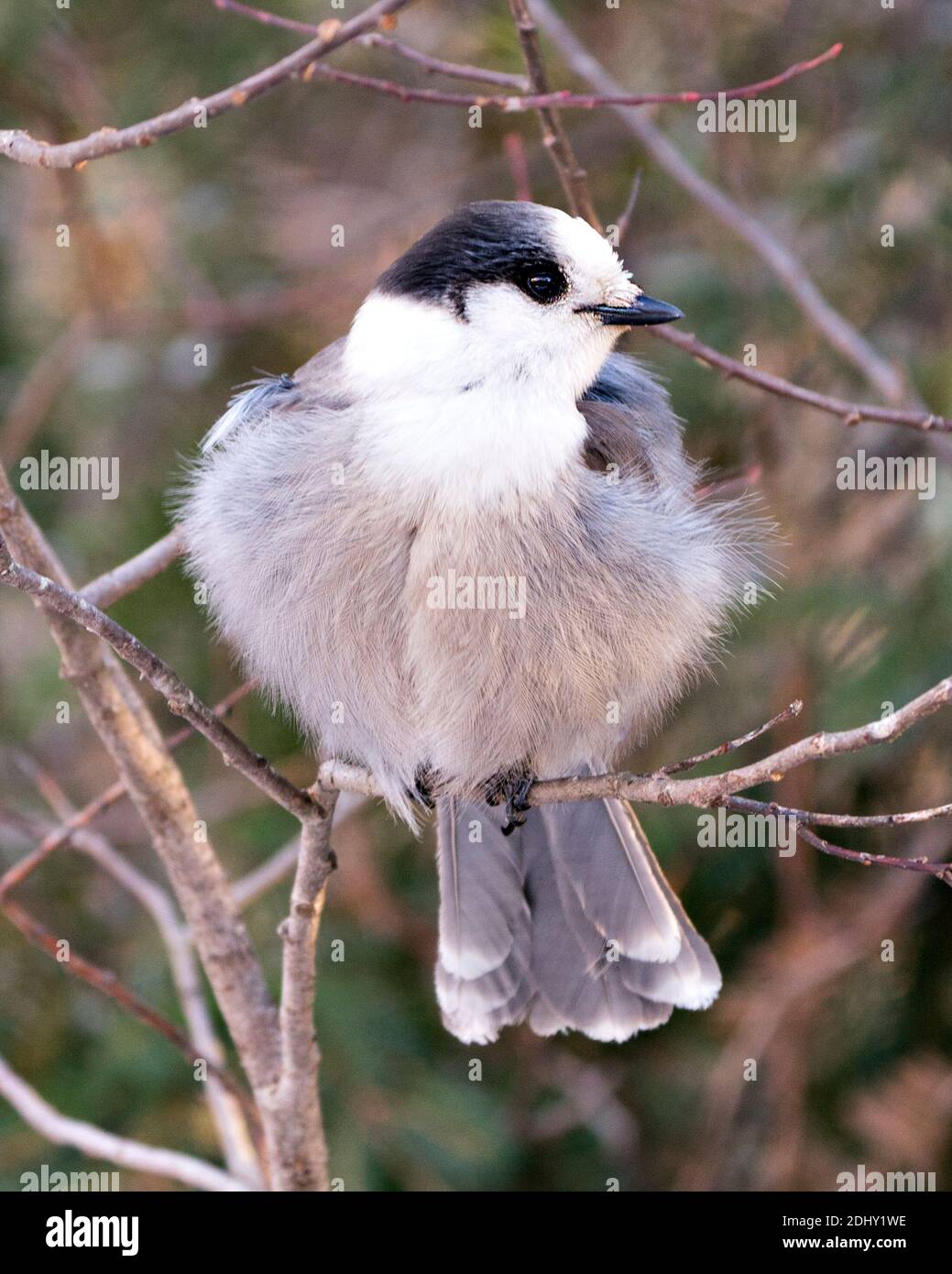 Grey Jay Nahaufnahme Profil Ansicht auf einem Baum Zweig in seiner Umgebung und Lebensraum thront, zeigt eine Kugel aus grauen Feder Gefieder und Vogelschwanz. Bild Stockfoto