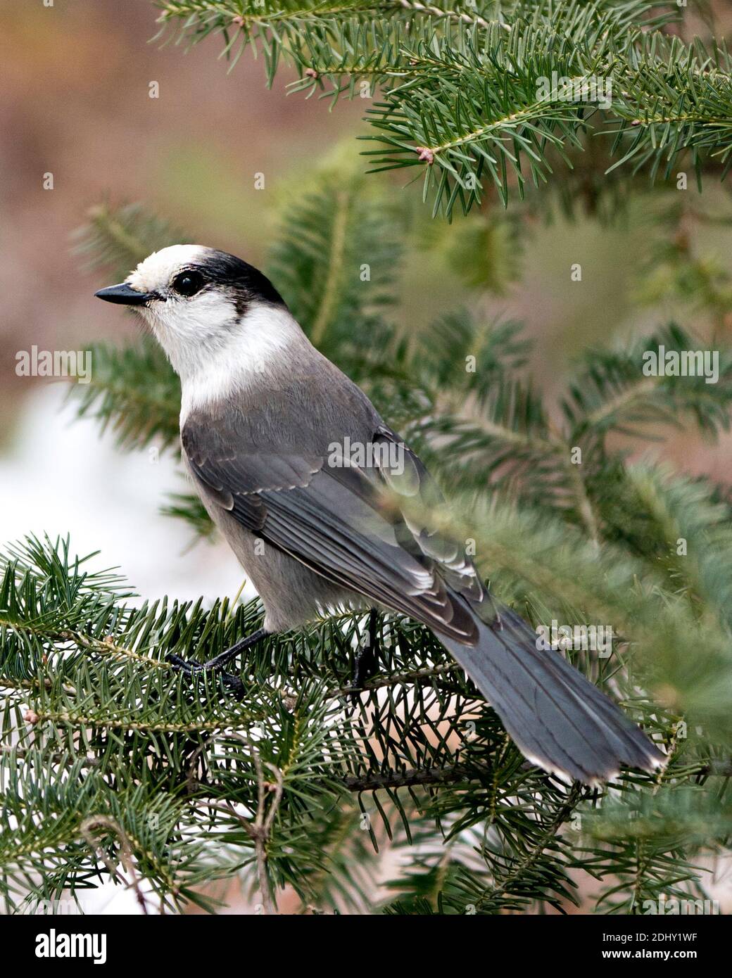 Grey Jay close-up Profil Ansicht auf einem Tannenzweig in seiner Umgebung und Lebensraum thront, zeigt graue Feder Gefieder und Vogelschwanz. Weihnachten Stockfoto