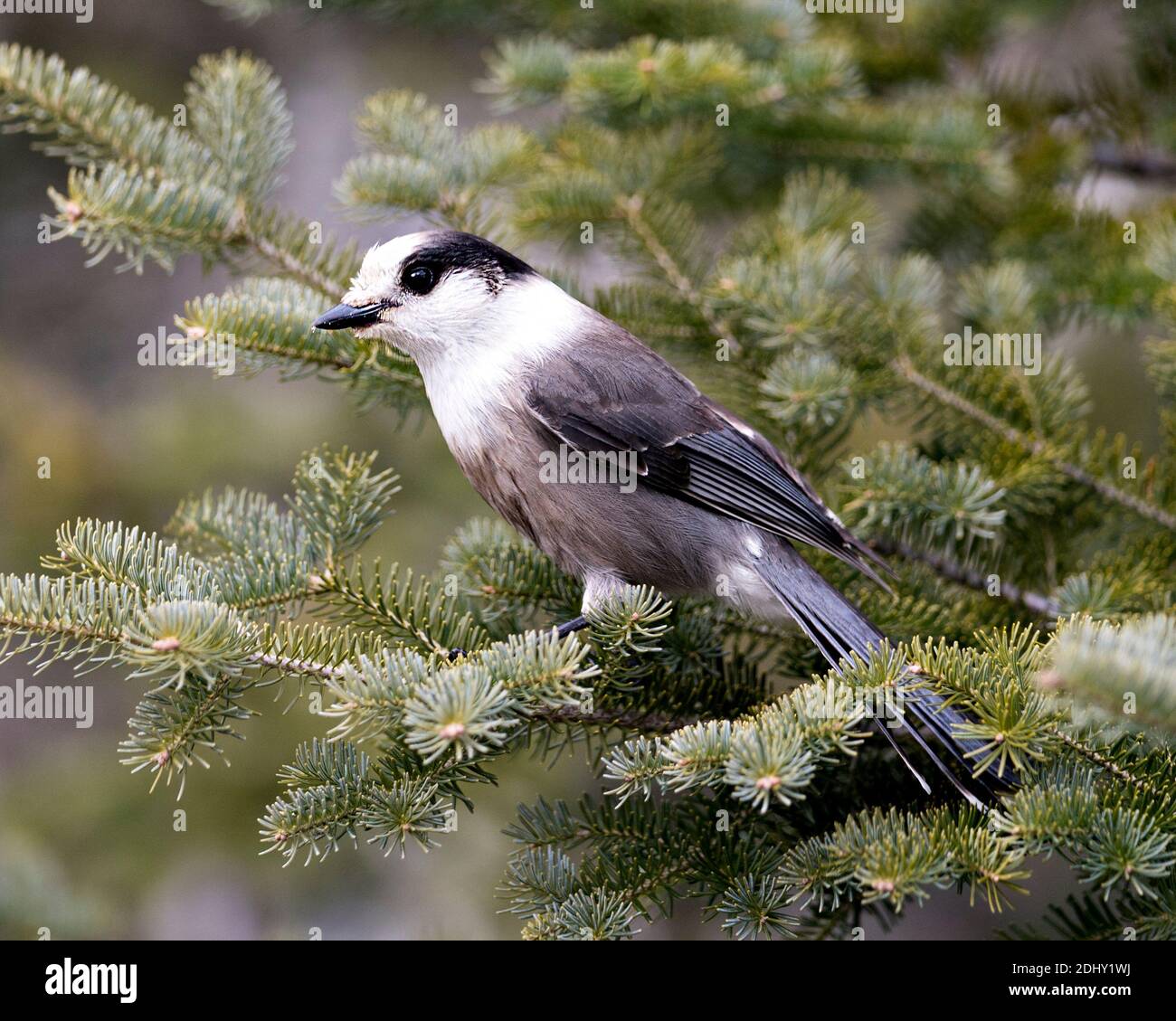 Grey Jay close-up Profil Ansicht auf einem Tannenzweig in seiner Umgebung und Lebensraum thront, zeigt graue Feder Gefieder und Vogelschwanz. Weihnachten Stockfoto