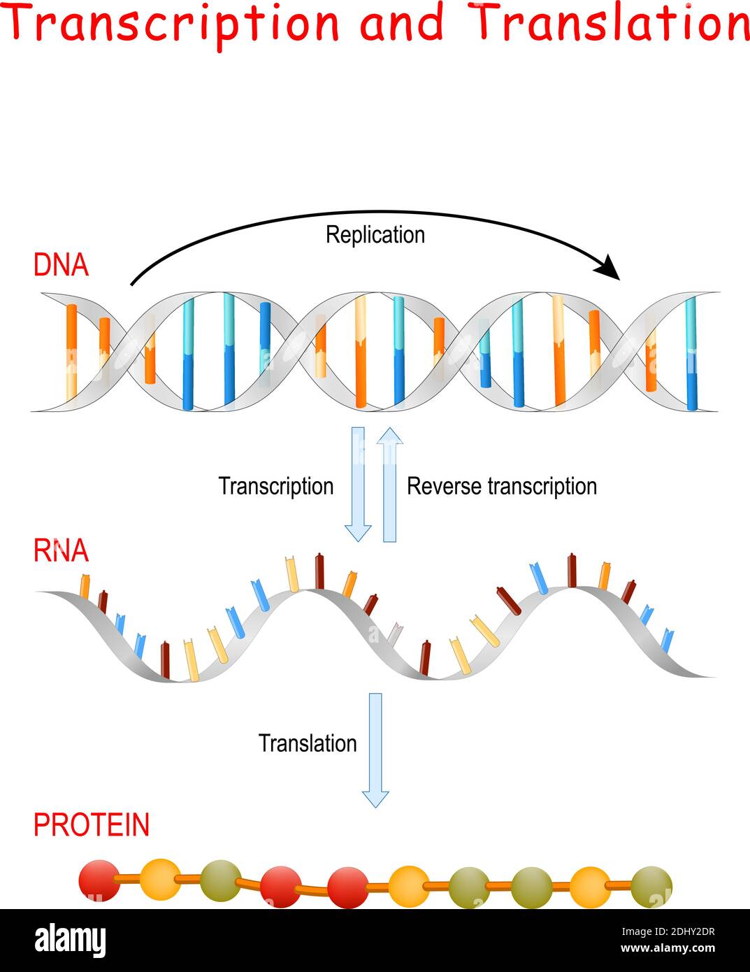 DNA-Replikation, Proteinsynthese, Transkription und Übersetzung. Biologische Funktionen der DNA. Gene und Genome. Genetischer Code Stock Vektor