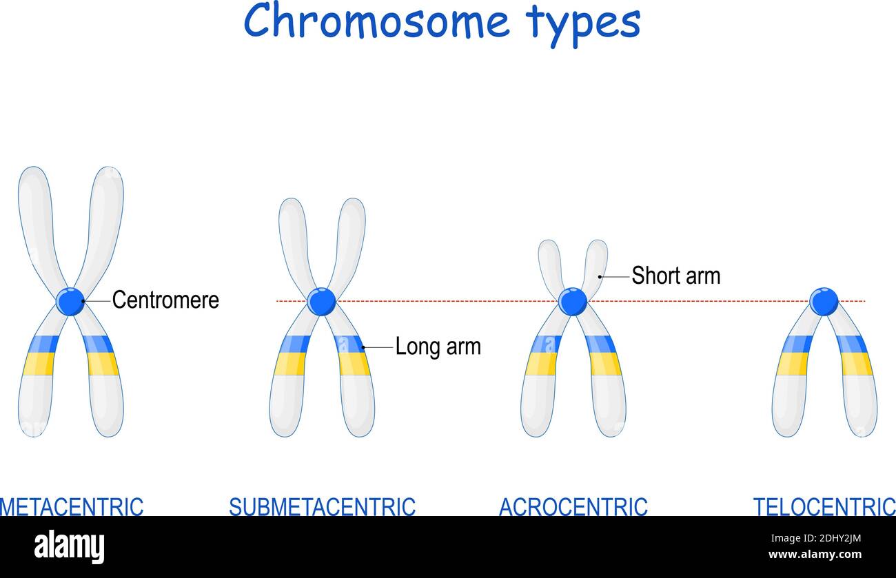 Typ des Chromosoms. Klassifizierung von Chromosomen. Lage des Zentromers: Metazentrisch, Submetazentrisch, akrozentrisch, telozentrisch. Stock Vektor