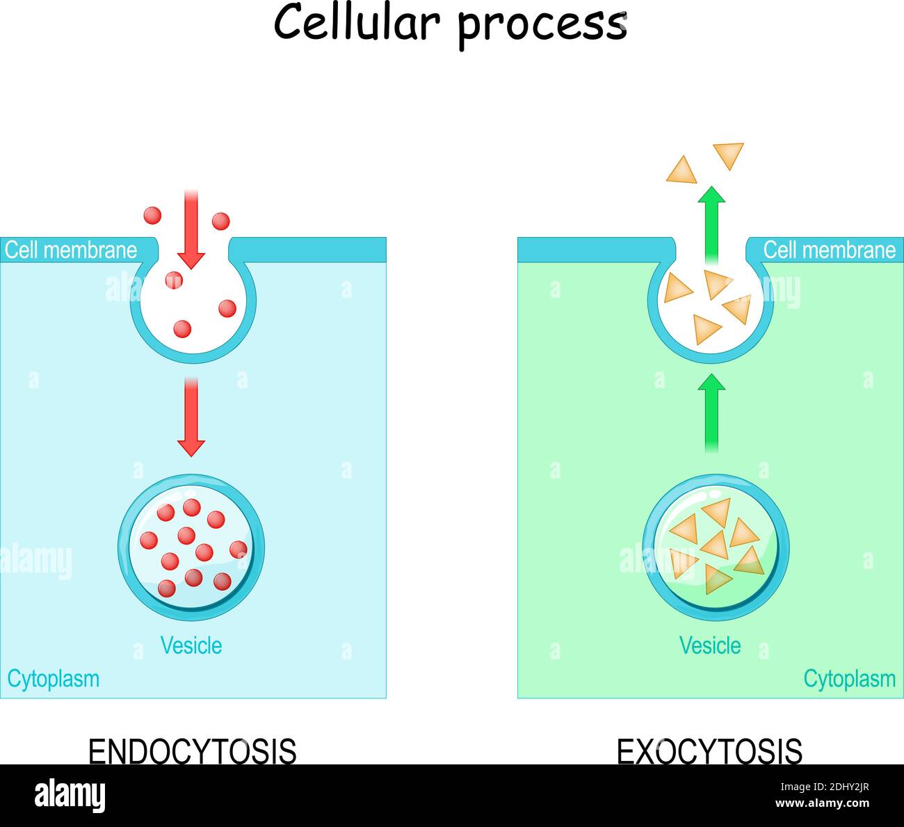 Unterschied zwischen Exozytose und Endozytose. Die Zelle transportiert Moleküle in die und aus der Zelle. Vektorgrafik für Wissenschaft und Bildung Stock Vektor