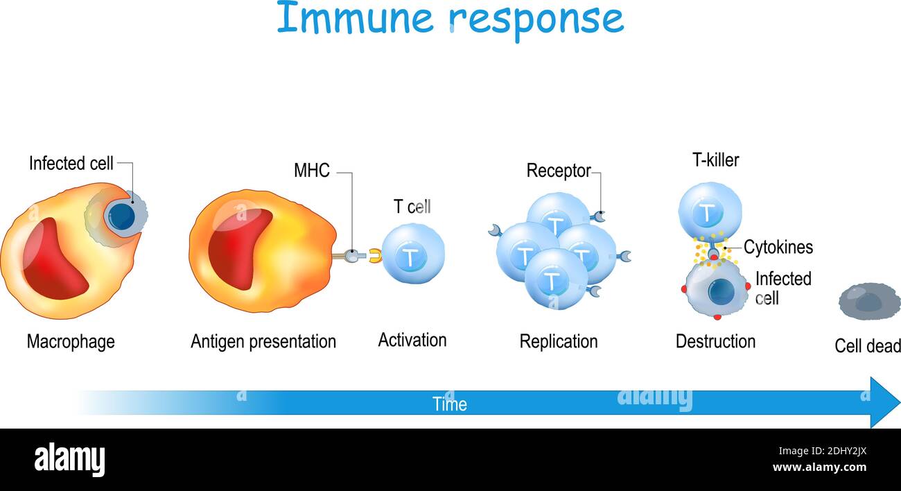 Immunantwort und Antigen Präsentation. T-Zell-Aktivierung. T-Lymphozyten, ist eine weiße Blutkörperchen. Zell-vermittelte Immunität Stock Vektor