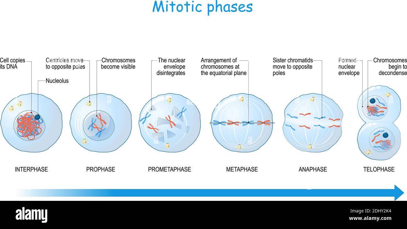 Mitose-Stadien von Interphase, Prophase und Prometaphase zu Metaphase, Anaphase und Telophase. Zellteilung. Vektorgrafik Stock Vektor