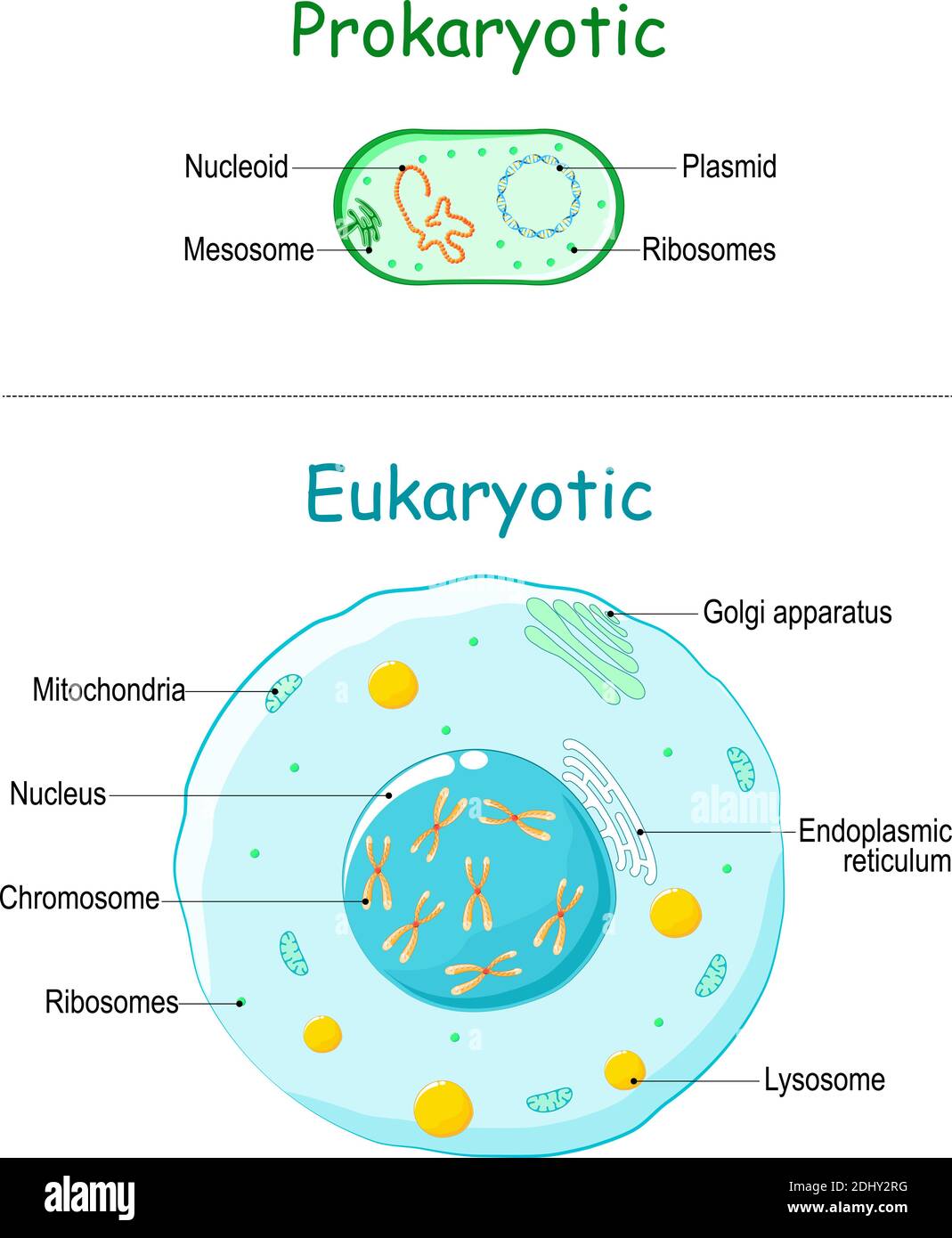 Prokaryote vs Eukaryote. Illustration von eukaryotischen und prokaryotischen Zellen mit Text. Unterschiede zwischen Prokaryoten und eukaryotischen Zellen. vektor Stock Vektor