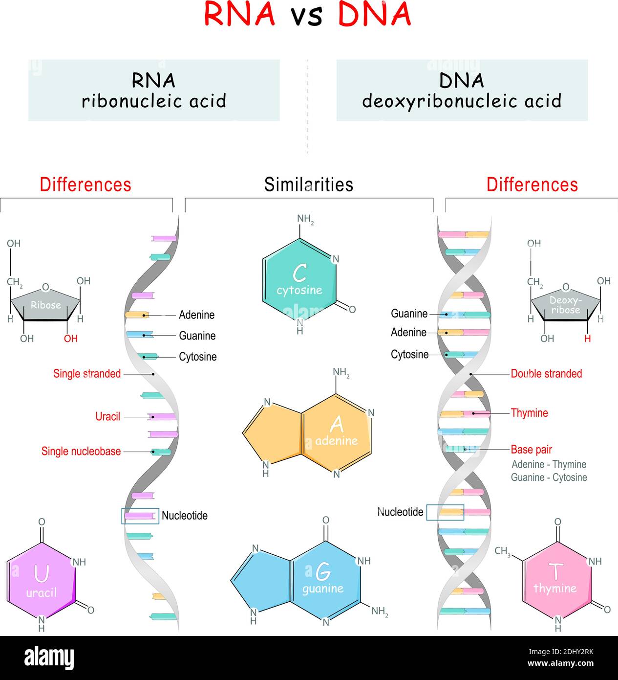 Vergleich von DNA und RNA. Ähnlichkeiten und Unterschiede. Infografik-Diagramm. vektor-Illustration für pädagogische Erklärung und Wissenschaft verwenden Stock Vektor