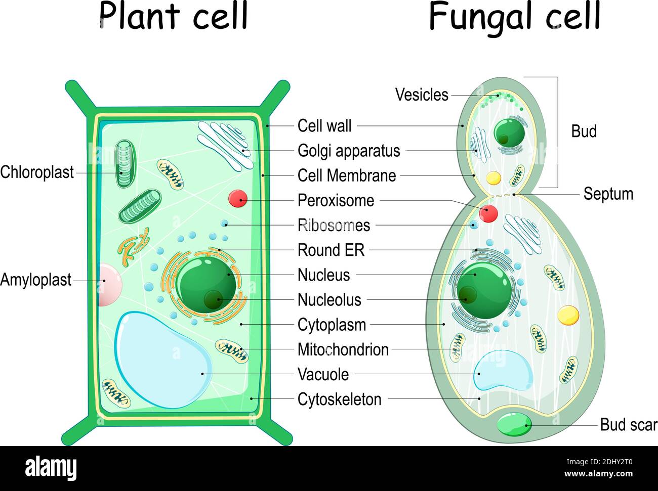 Pflanzenzelle und Pilz (Hefe) Zellstruktur. Querschnitt und Anatomie der Zelle. Biologiediagramm. Vektorgrafik auf weißem Hintergrund Stock Vektor