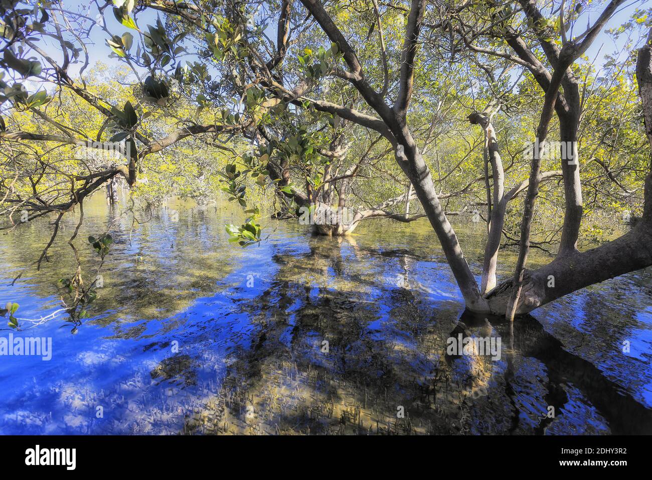 Mangrovenbäume wachsen in flachen salzigen Gewässern Australiens in der Nähe der Jervis Bay Area. Stockfoto