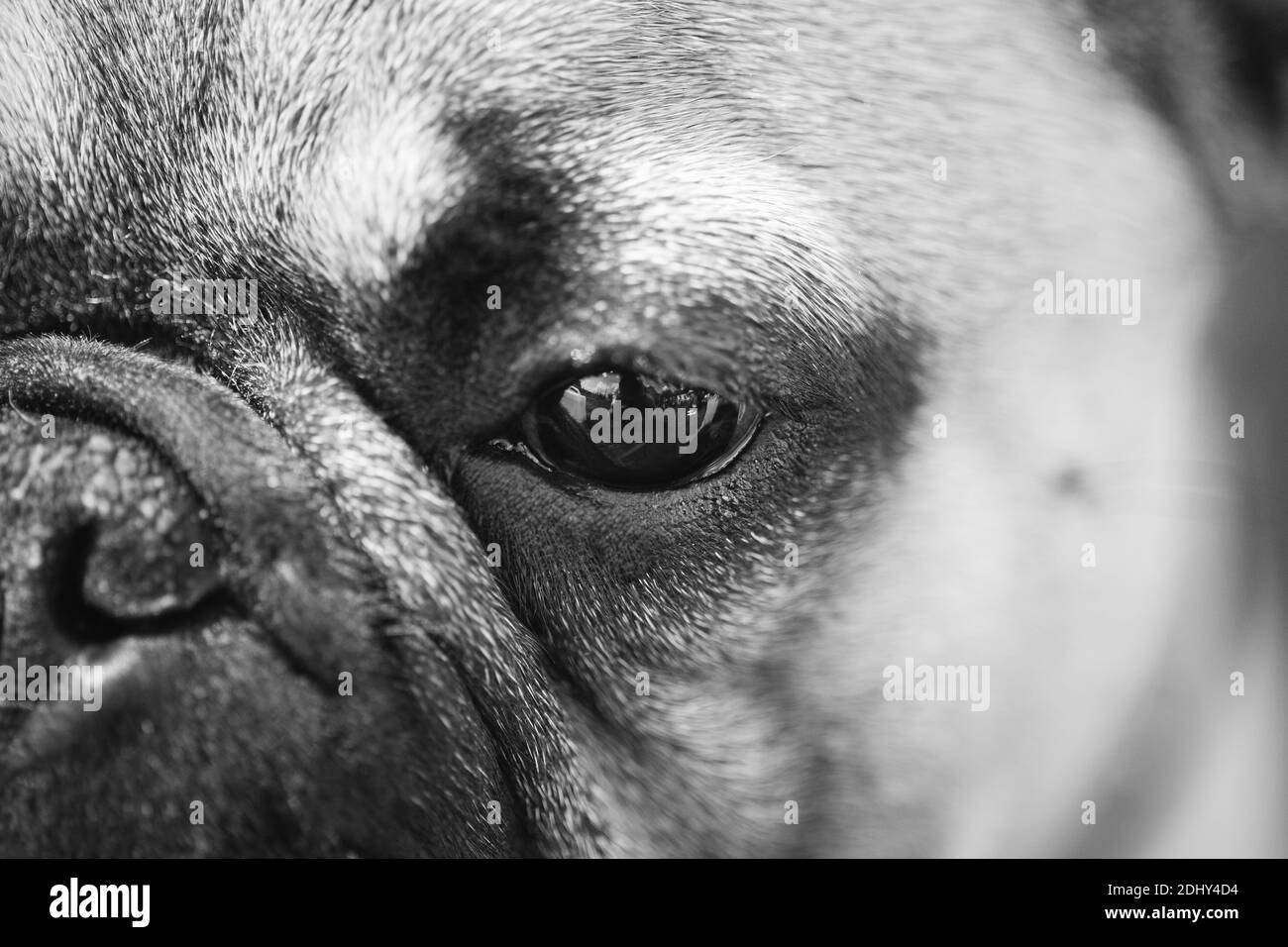 Nahaufnahme Auge und Nase Hund Französisch Bulldog. Schwarz-weiß Porträt  Stockfotografie - Alamy