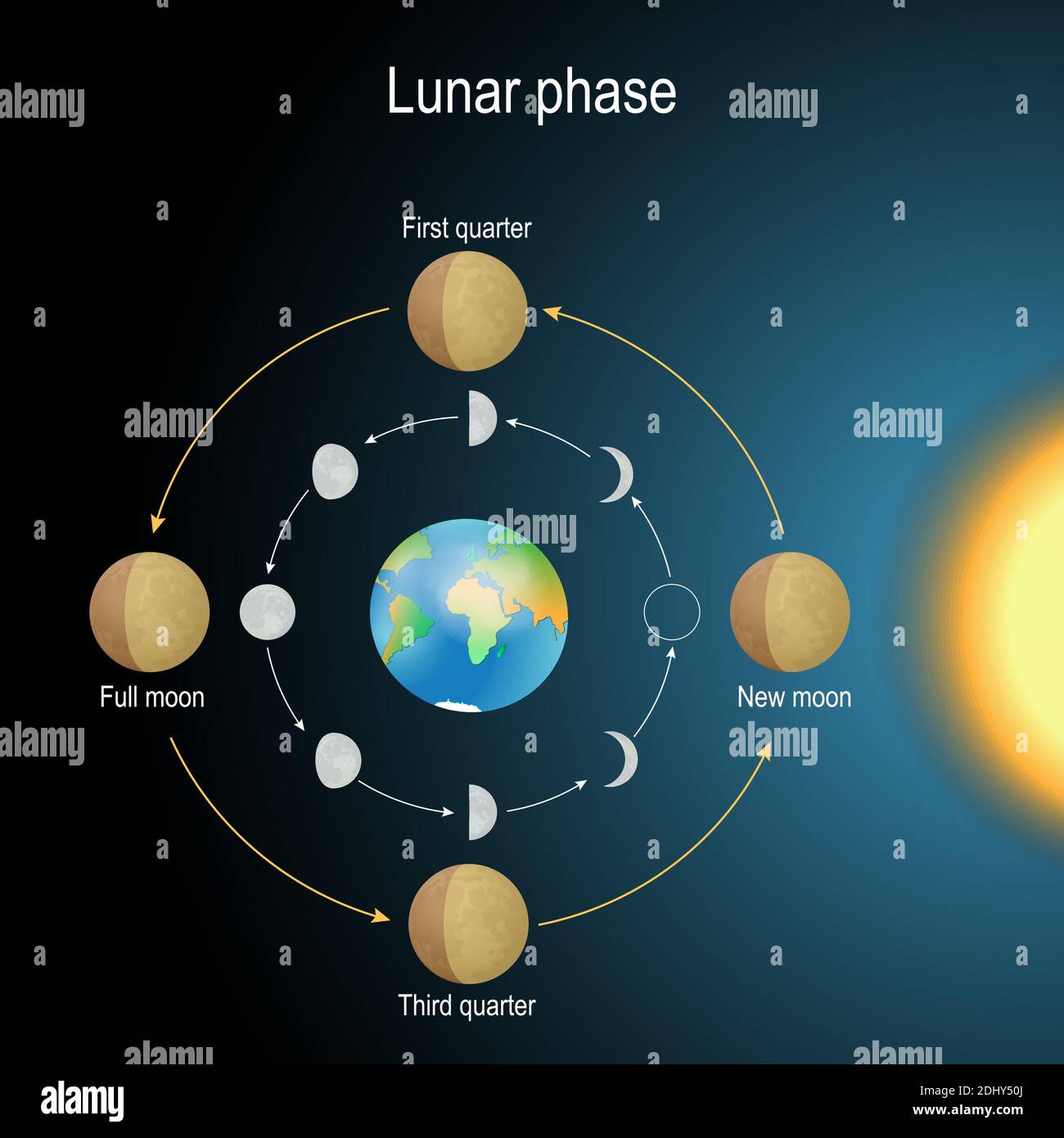 Mondphase. Phasen des Mondes hängt von der Position des Mondes in der Umlaufbahn um die Erde und der Position der Erde in der Umlaufbahn um die Sonne ab. Vektor Stock Vektor