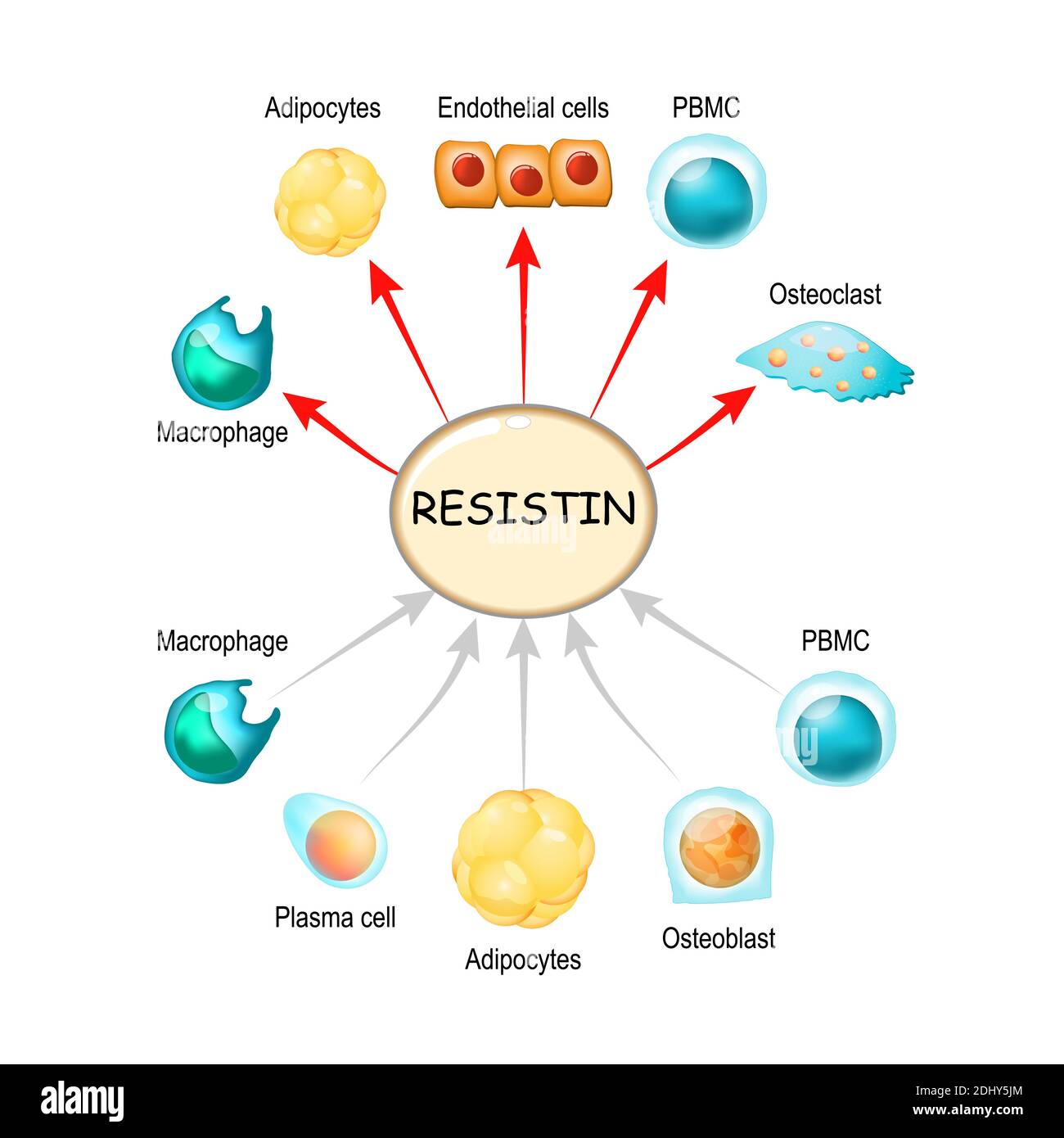 Resistin ist ein Hormon aus Fettgewebe, Regulator von Entzündungen, Autoimmunprozessen, Adipositas und Insulinresistenz. Atherosklerose Stock Vektor