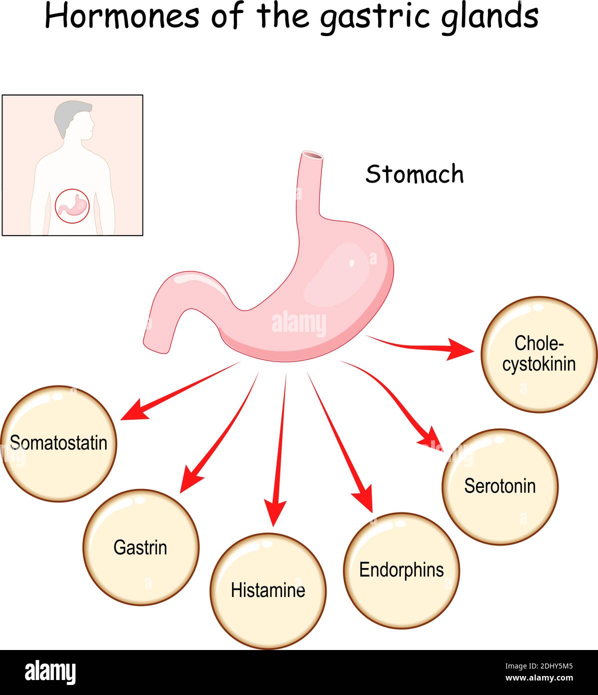 Hormone der Magendrüsen (Cholecystokinin, Serotonin, Endorphine, Histamin, Gastrin, Somatostatin). Magen. Menschliches endokrines System. Vektor Stock Vektor