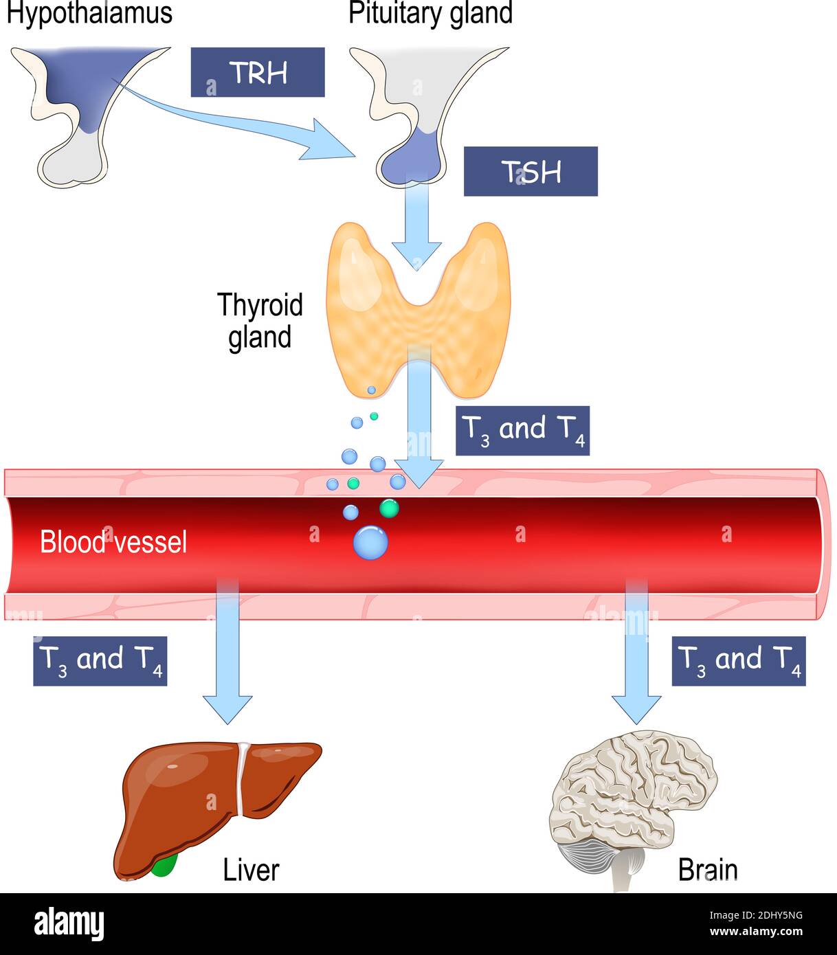 Schilddrüsenhormone. Regulierung der lebenswichtigen Funktionen des Körpers. Menschliches endokrines System. Vektorgrafik für Medizin, Bildung und Wissenschaft. Stock Vektor