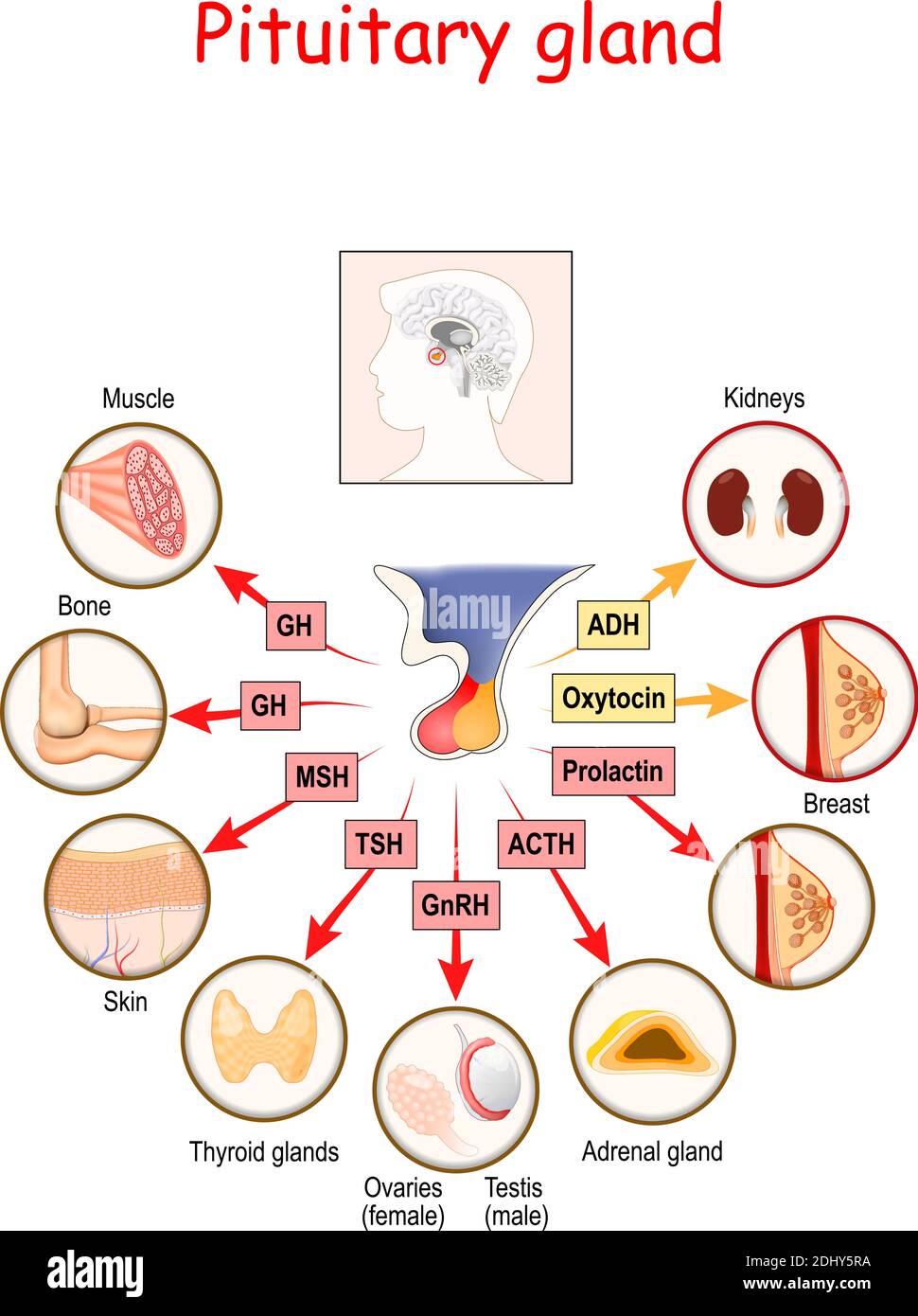 Hormone der Hypophyse. Die beiden Lappen, anterior und posterior, funktionieren als unabhängige Drüsen. Anatomie der Hypophyse. vektordiagramm Stock Vektor