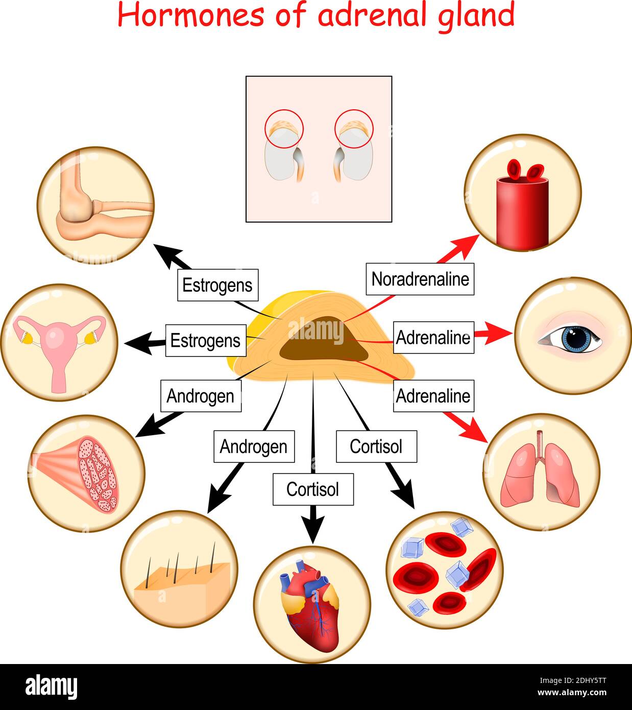 Hormone der Nebenniere und menschliche Organe, die auf Hormone
