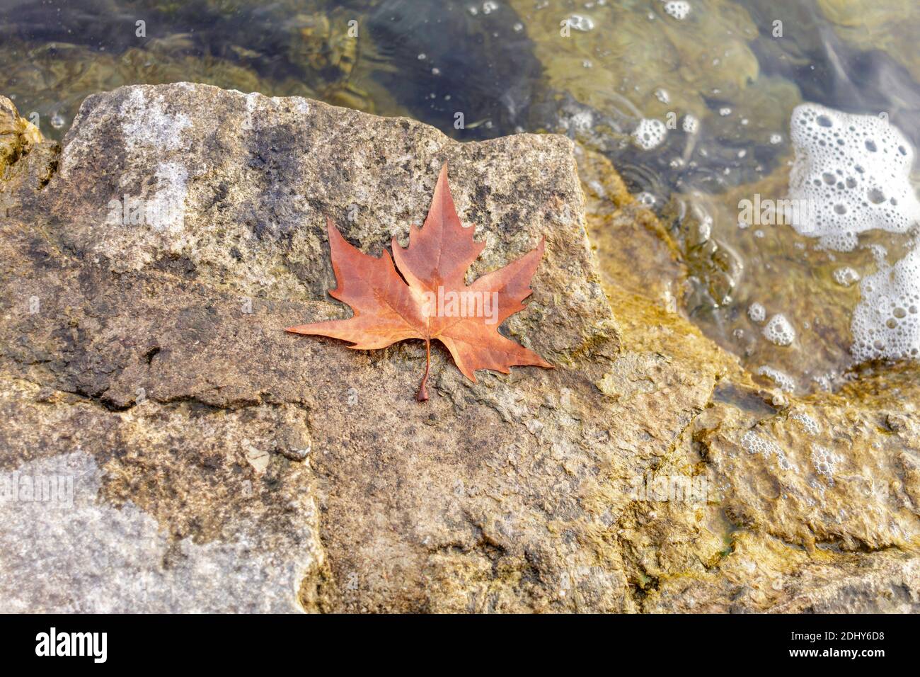 Ein orangefarbenes Blatt, das am Ufer des Gardasees gefallen ist. Stockfoto
