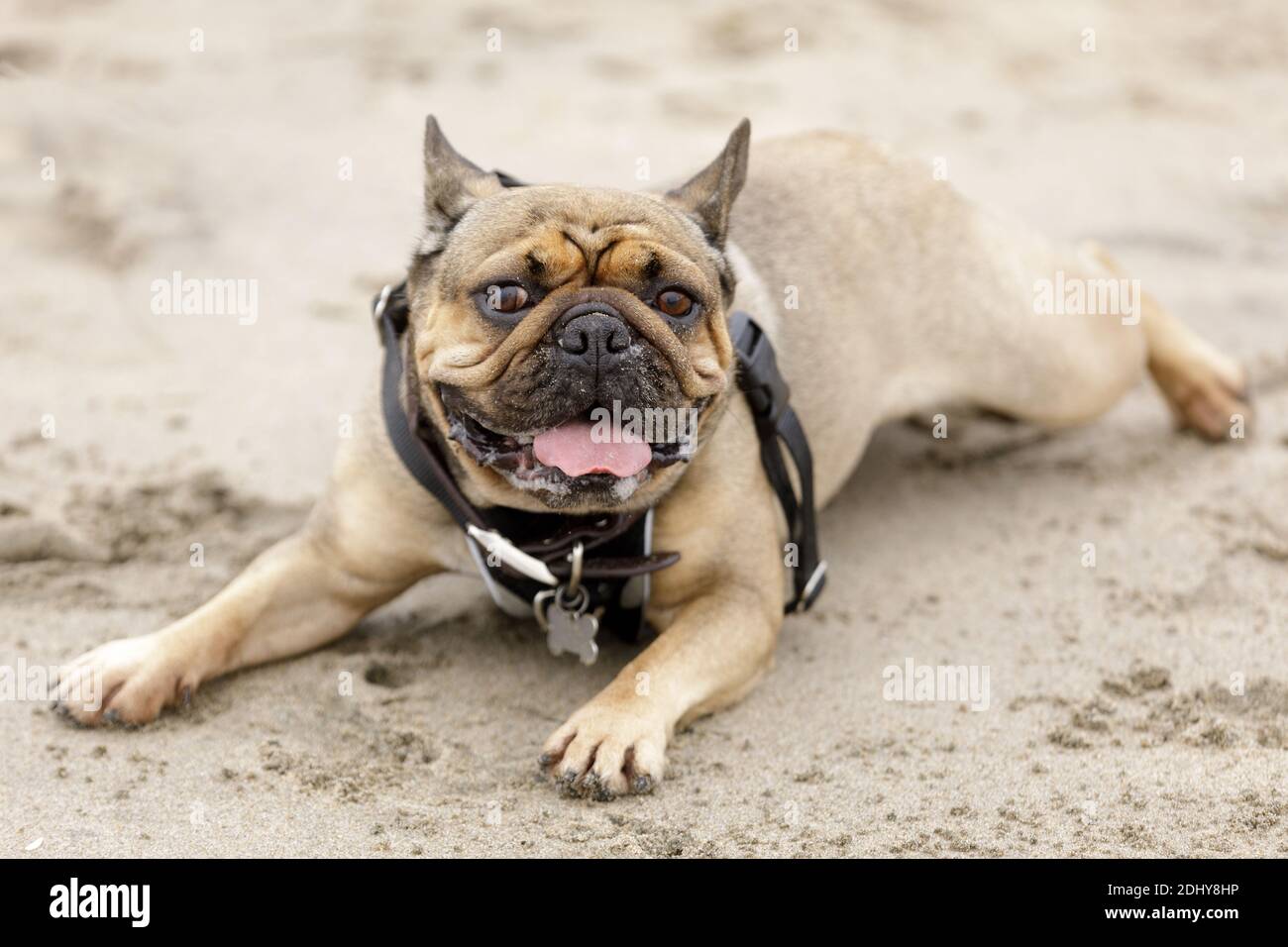 5-jähriger männlicher Franzose, der sich am Strand ausruhen kann Stockfoto