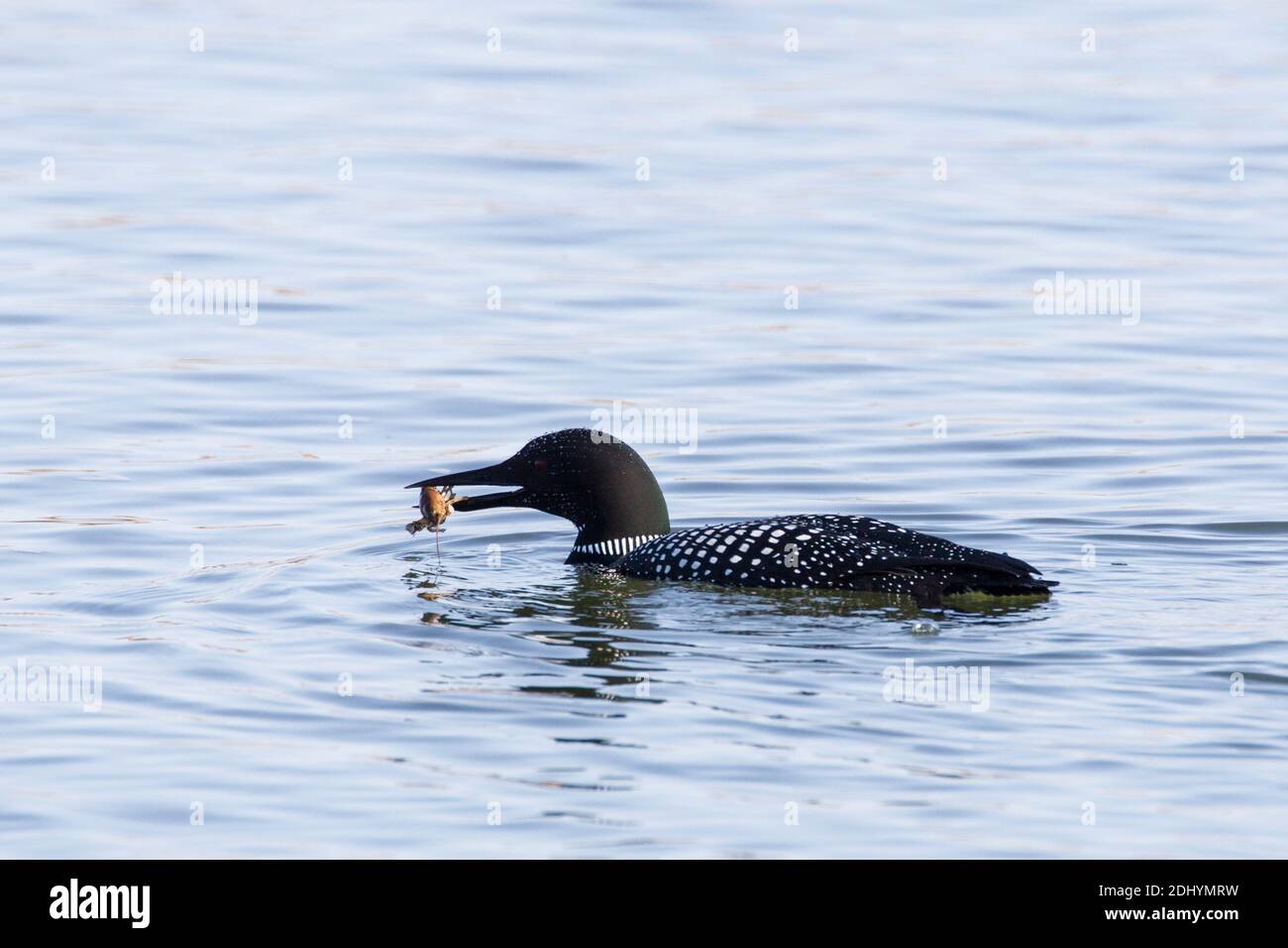 Common Loon (Gavia immer) Oberflächen mit einem Krebse zu essen, Missouri River, Cascade County, MT. Stockfoto