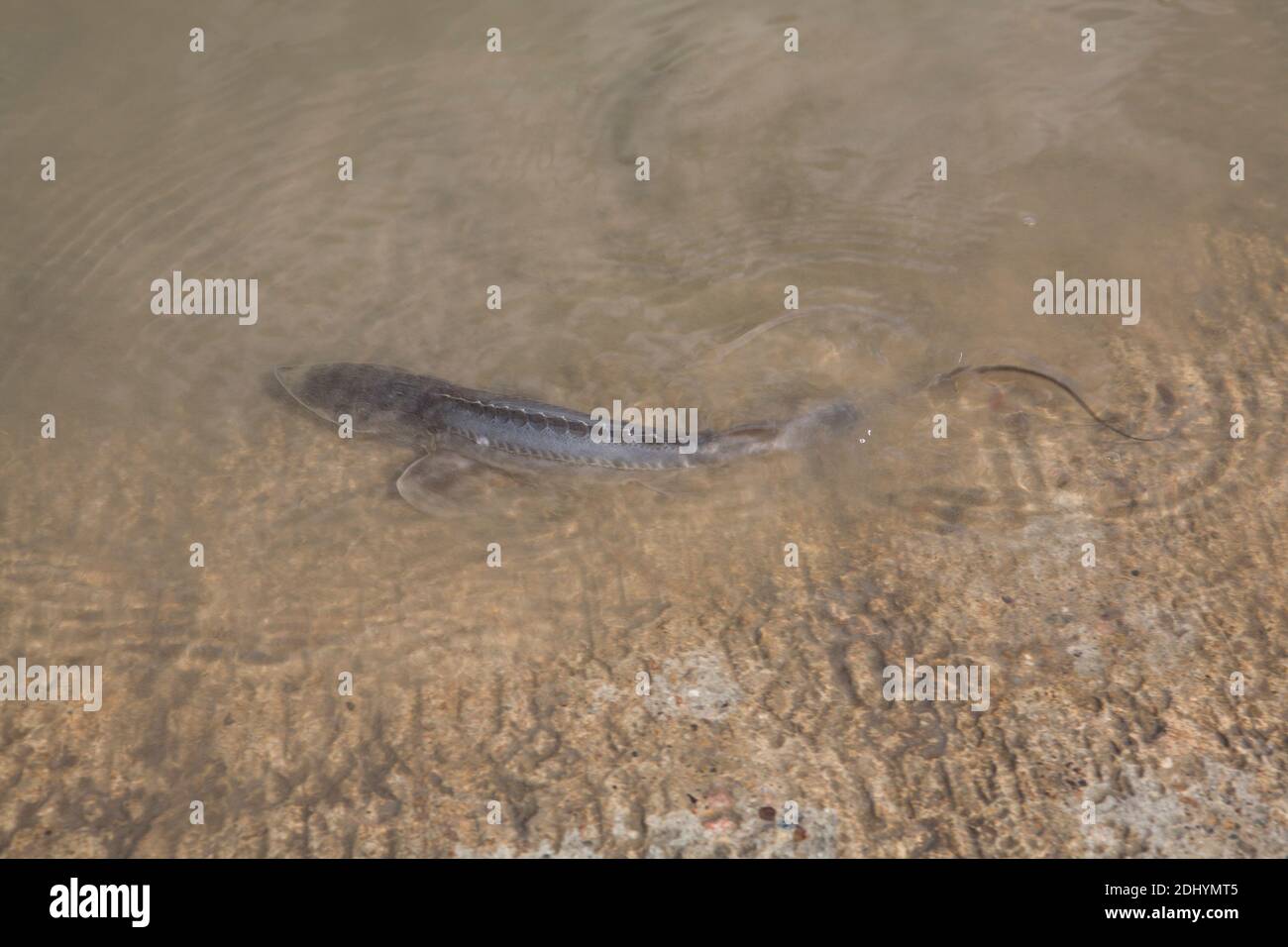 Ein blasser Stör (Scaphirhyncus albus) schwimmt frei auf der Bootsrampe, nachdem er im Missouri River, Kipp Recreation Area, MT gepflanzt wurde. Stockfoto
