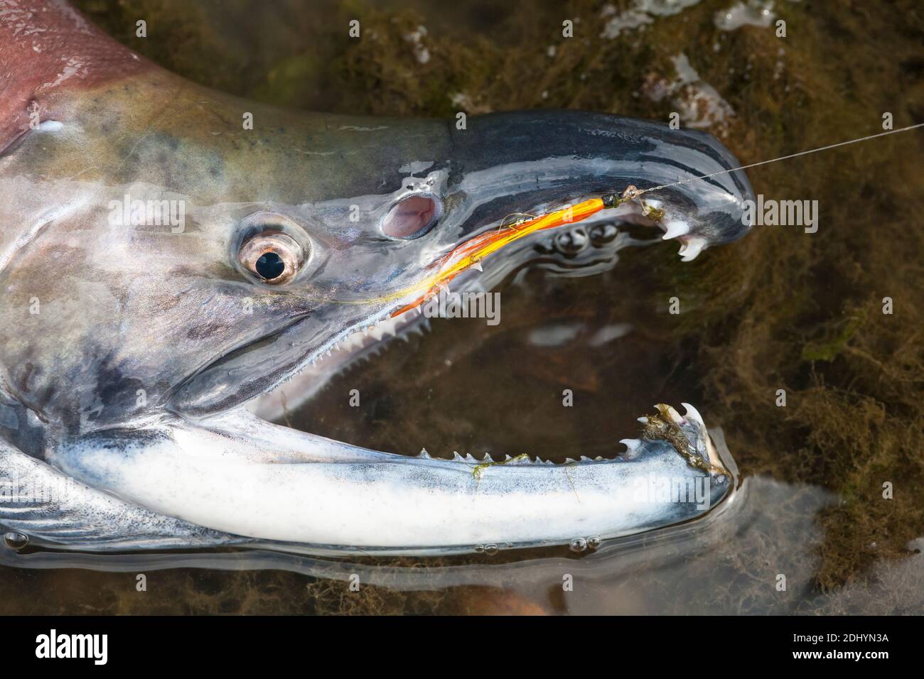 Ein fliegengefangener Bock kokanee Lachs zeigt die wilden Zähne, die der Fisch zum Laichzeit gewinnt, Missouri River, MT. Stockfoto