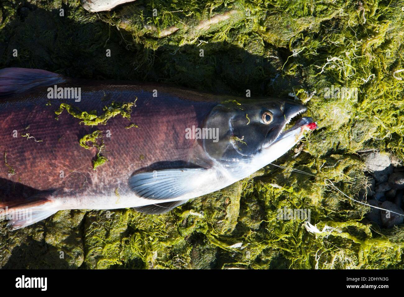 Weiblicher kokanee-Lachs mit orange/rotem Körper, Missouri River, MT. Stockfoto
