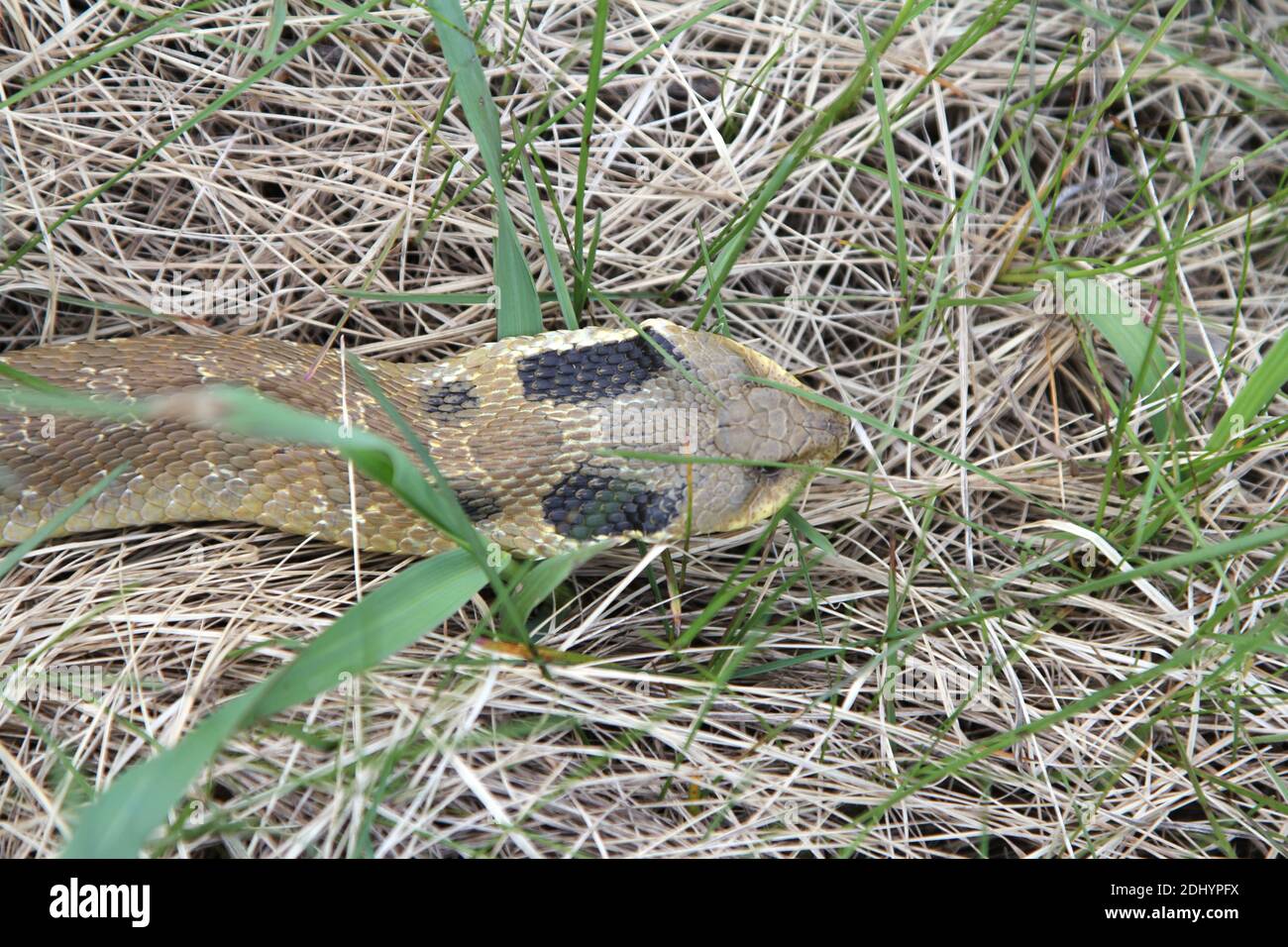 Östliche Hognose-Schlange mit abgeflachten Kopf, die durch das Unkraut gleitet. Stockfoto