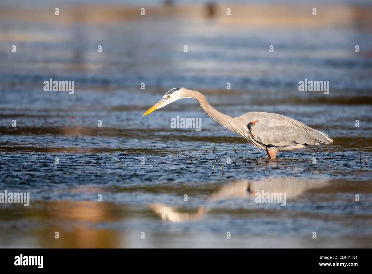 Great Blue Heron (Ardea Herodias) Stockfoto