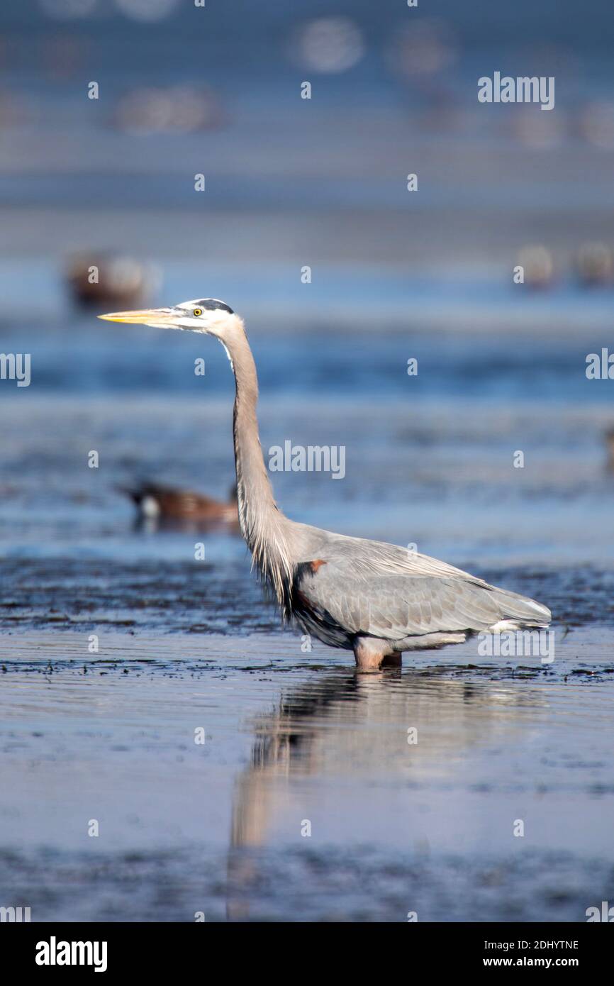 Great Blue Heron (Ardea Herodias) Stockfoto