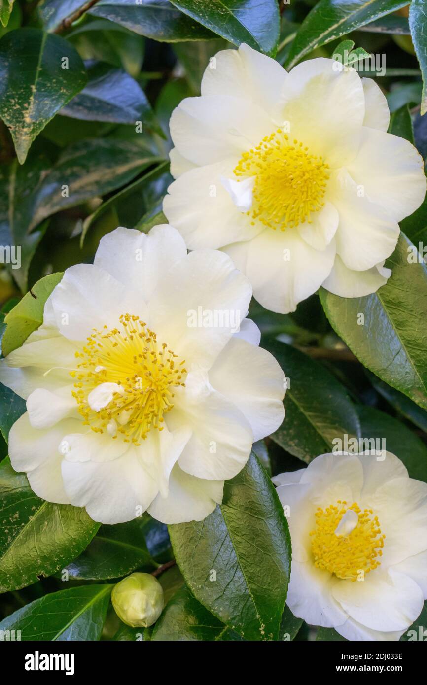Issaquah, Washington, USA. Blühender Kamelienbusch (Camellia reticulata) Stockfoto