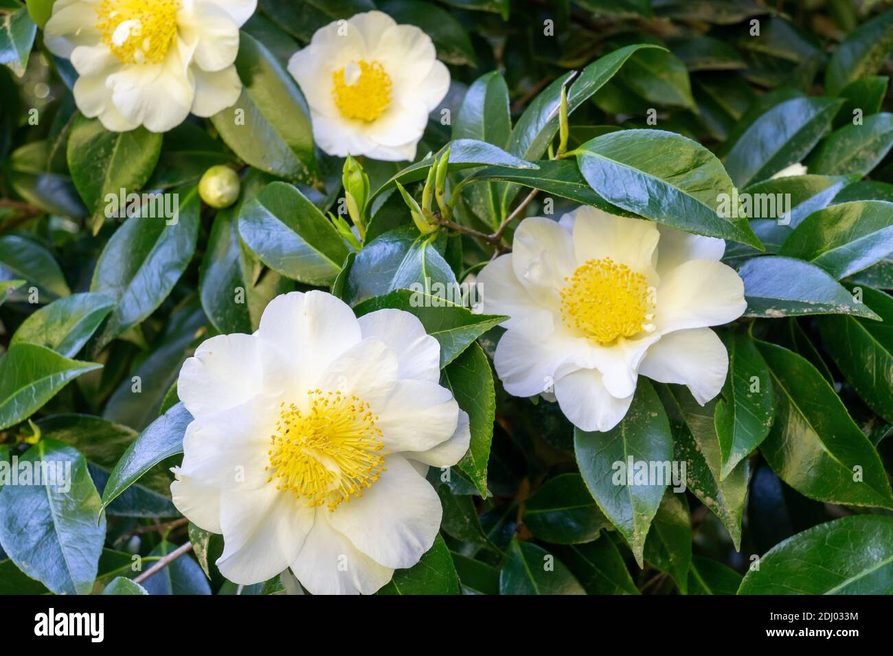 Issaquah, Washington, USA. Blühender Kamelienbusch (Camellia reticulata) Stockfoto