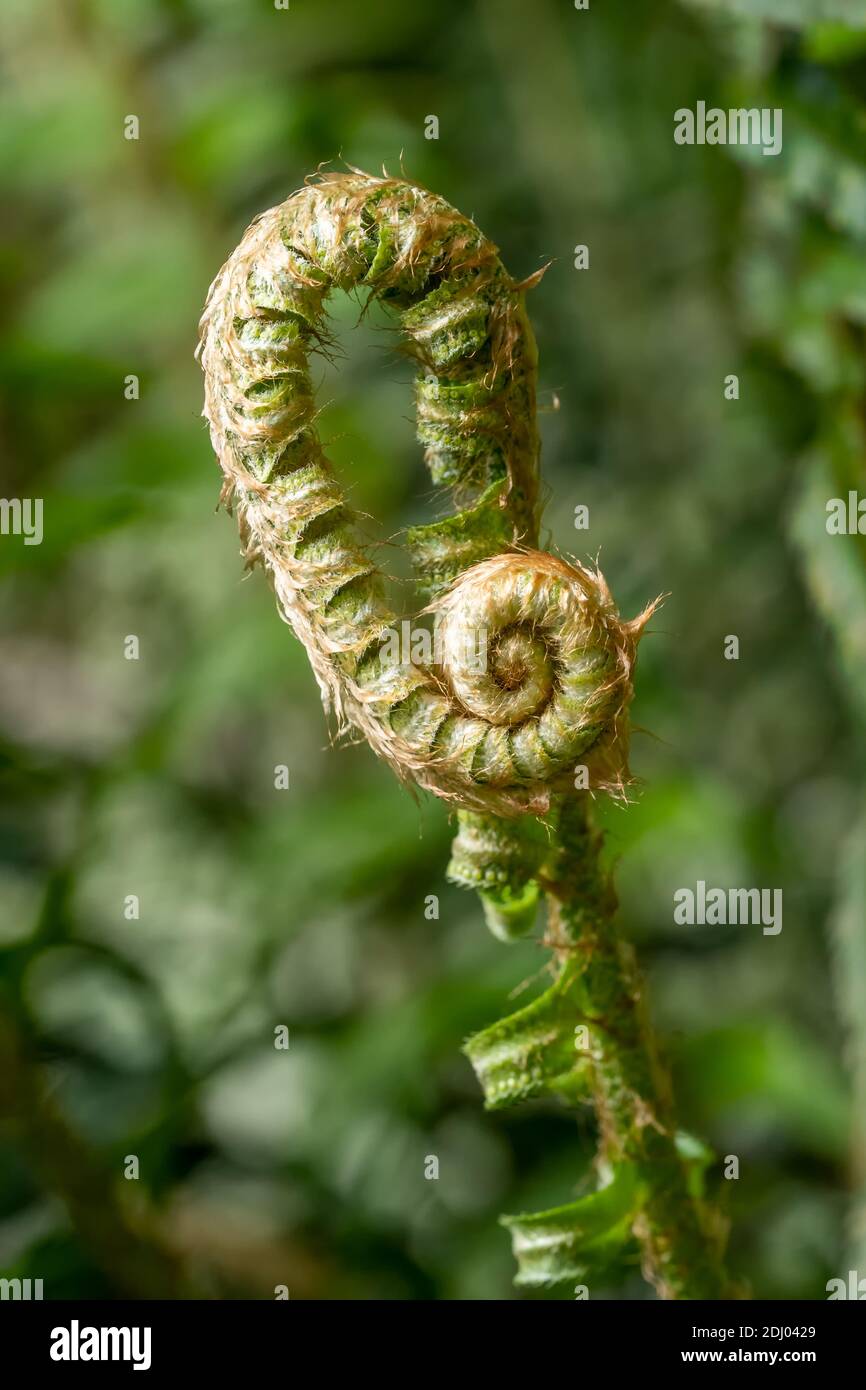 Issaquah, Washington, USA. WESTERN Swordfern fiddleheads. Wedel Rollen ihre „Fiddlebeads“ bis Ende Mai teilweise ab. Stockfoto