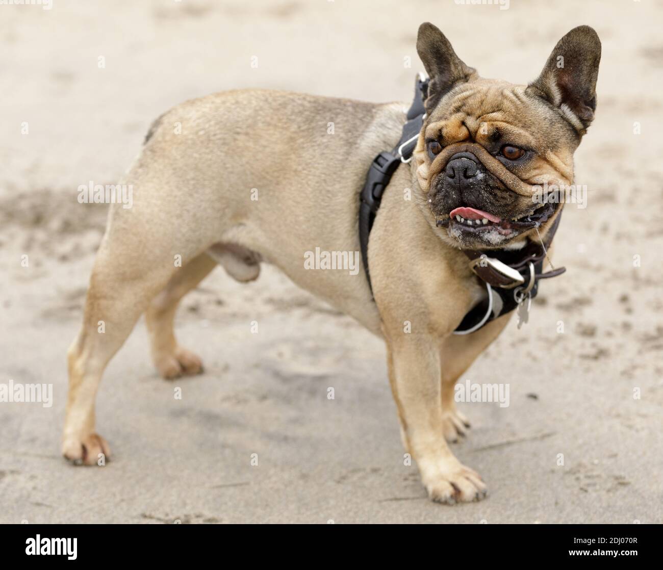 5-jähriger männlicher Franzose mit Blick auf den Strand Stockfoto