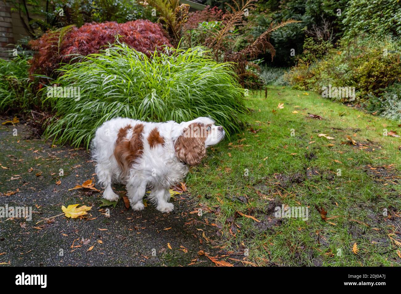 Issaquah, Washington, USA. Mandy, ein Cavalier König Charles Spaniel, auf ihrer Auffahrt im Herbst Stockfoto
