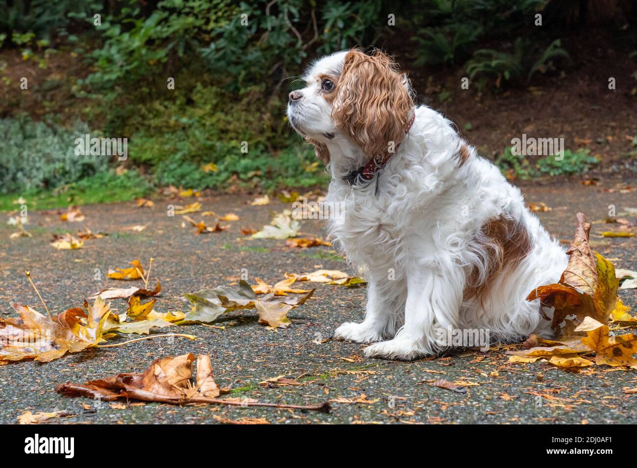 Issaquah, Washington, USA. Mandy, ein Cavalier König Charles Spaniel, auf ihrer Auffahrt im Herbst Stockfoto