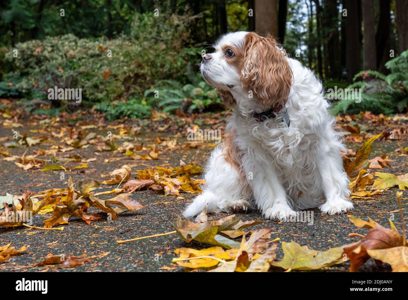 Issaquah, Washington, USA. Mandy, ein Cavalier König Charles Spaniel, auf ihrer Auffahrt im Herbst Stockfoto