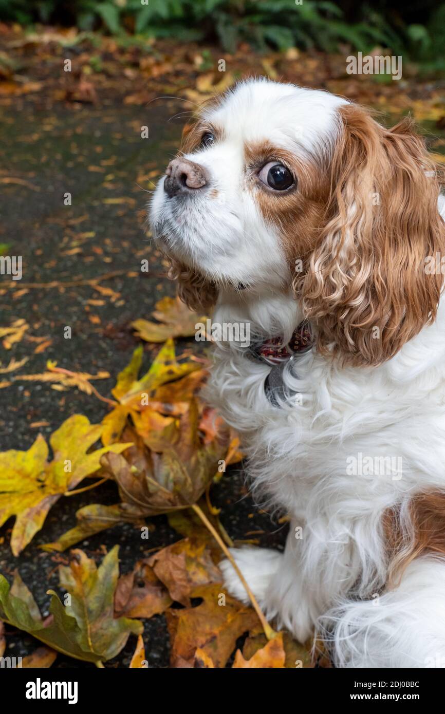 Issaquah, Washington, USA. Mandy, ein Cavalier König Charles Spaniel, auf ihrer Auffahrt im Herbst Stockfoto