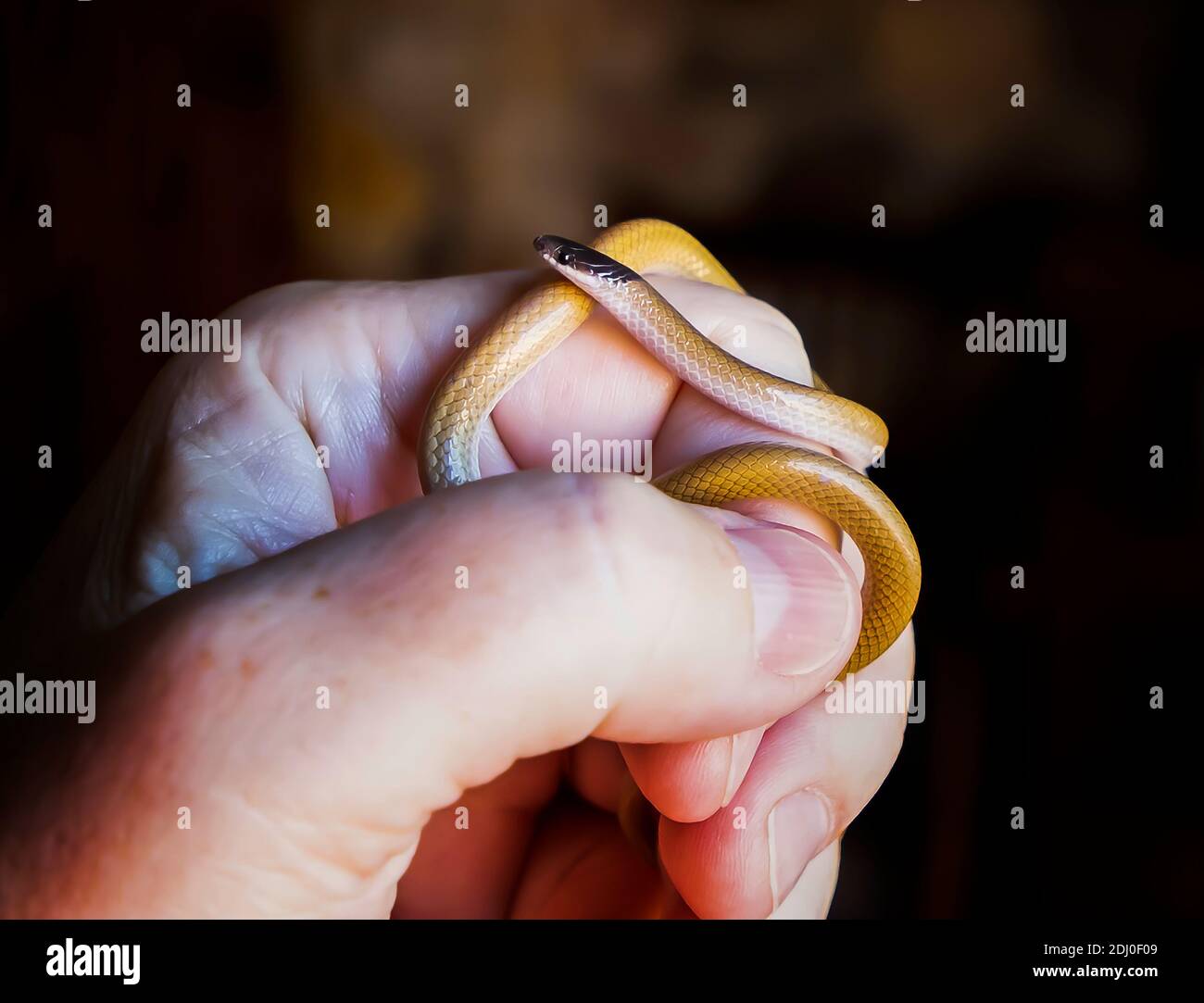 Nahaufnahme Profil der winzigen südwestlichen Schwärzschlange, die um Hand und Finger gerollt ist. Stockfoto